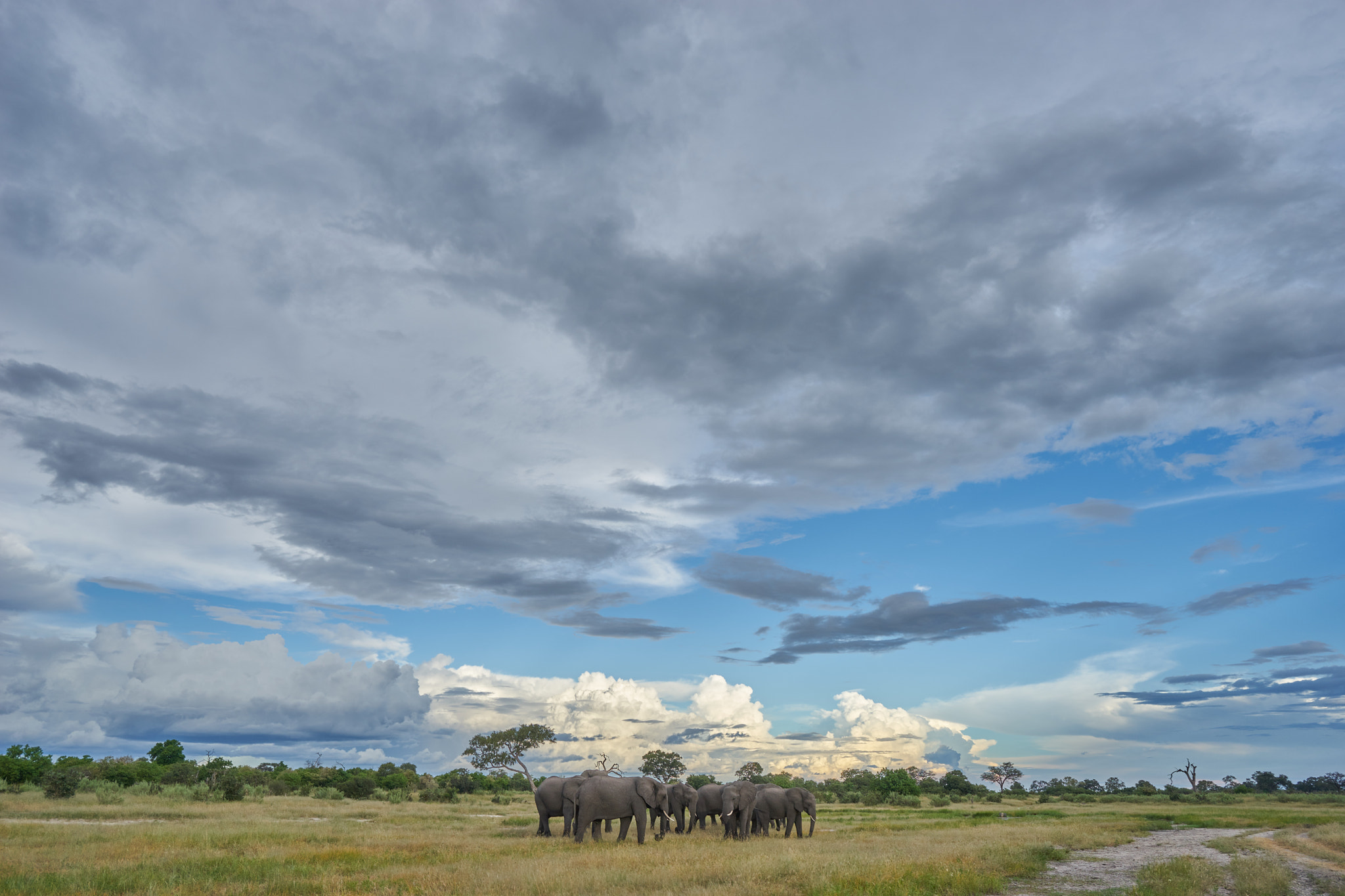 Sony a7 + ZEISS Batis 25mm F2 sample photo. Elephants wide angle photography