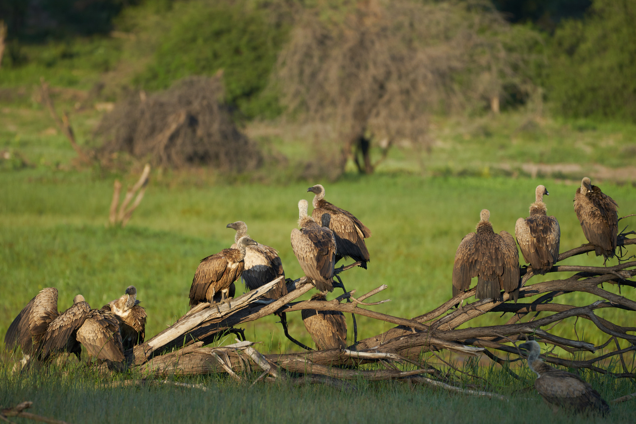 Sony a7 II + Sony 70-400mm F4-5.6 G SSM II sample photo. Group of vultures photography