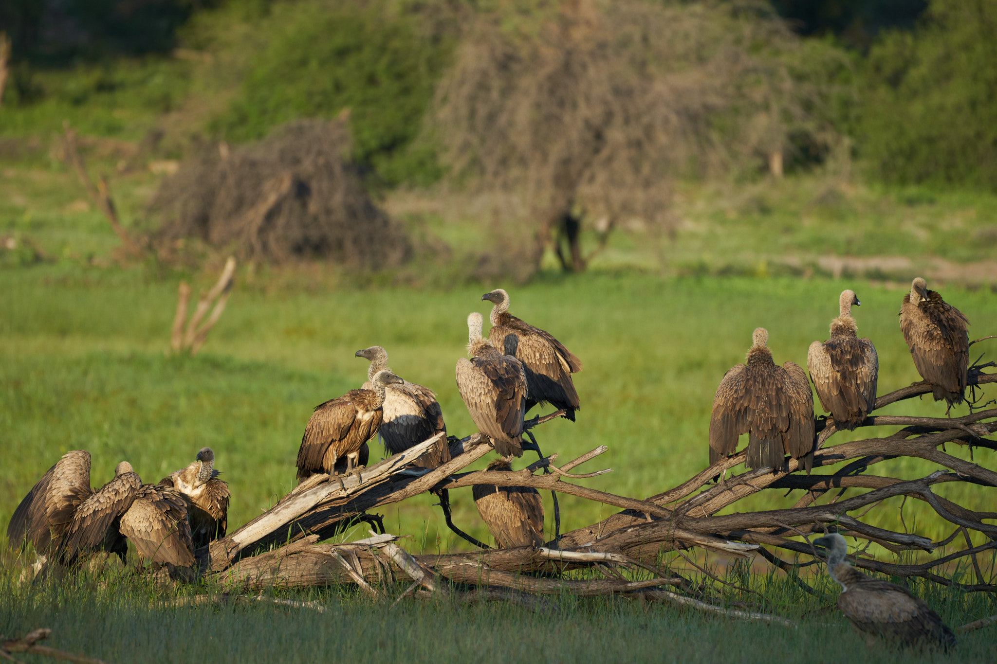 Sony 70-400mm F4-5.6 G SSM II sample photo. Group of vultures photography