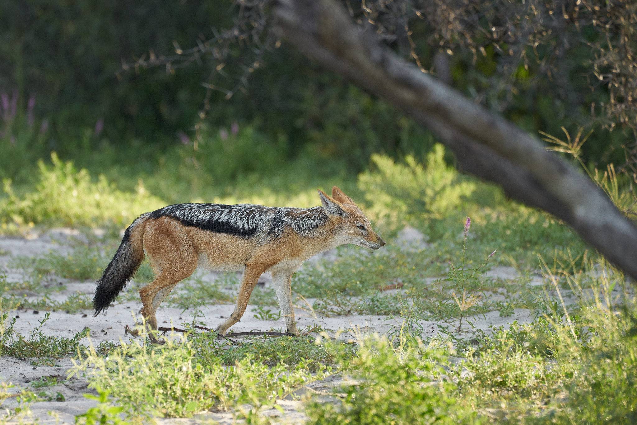 Sony a7 II + Sony 70-400mm F4-5.6 G SSM II sample photo. Jackal photography