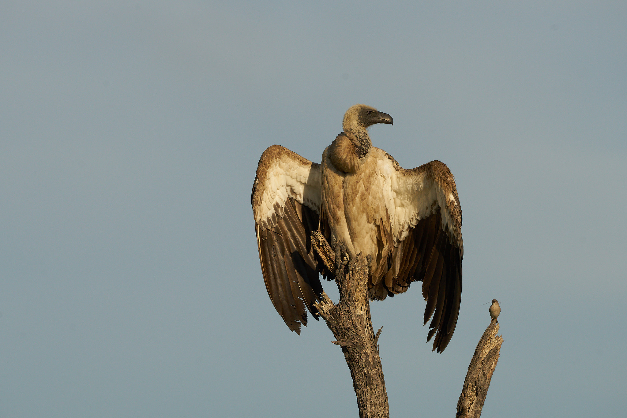 Sony a7 II + Sony 70-400mm F4-5.6 G SSM II sample photo. Vulture with small bird photography