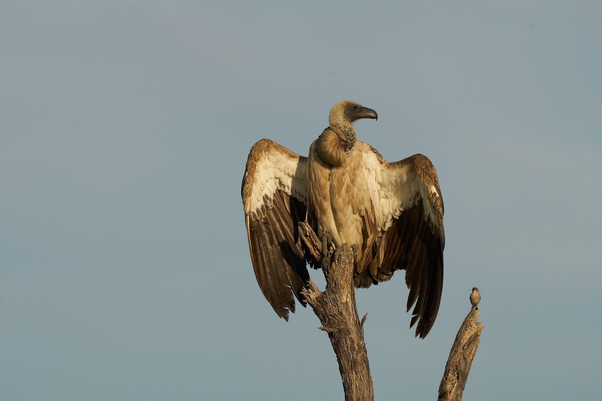 Sony 70-400mm F4-5.6 G SSM II sample photo. Vulture with small bird photography