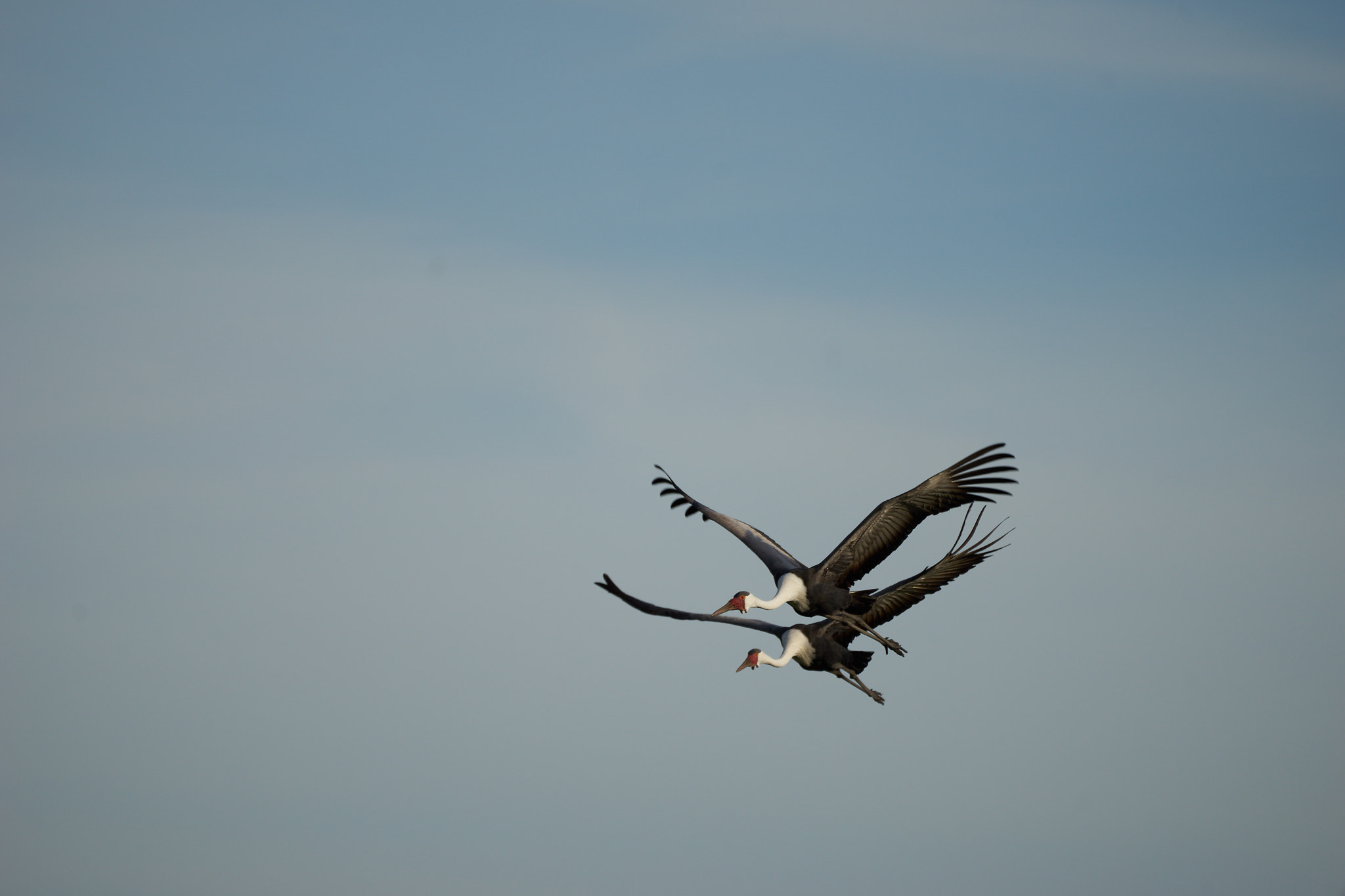 Sony 70-400mm F4-5.6 G SSM II sample photo. Crane birds photography