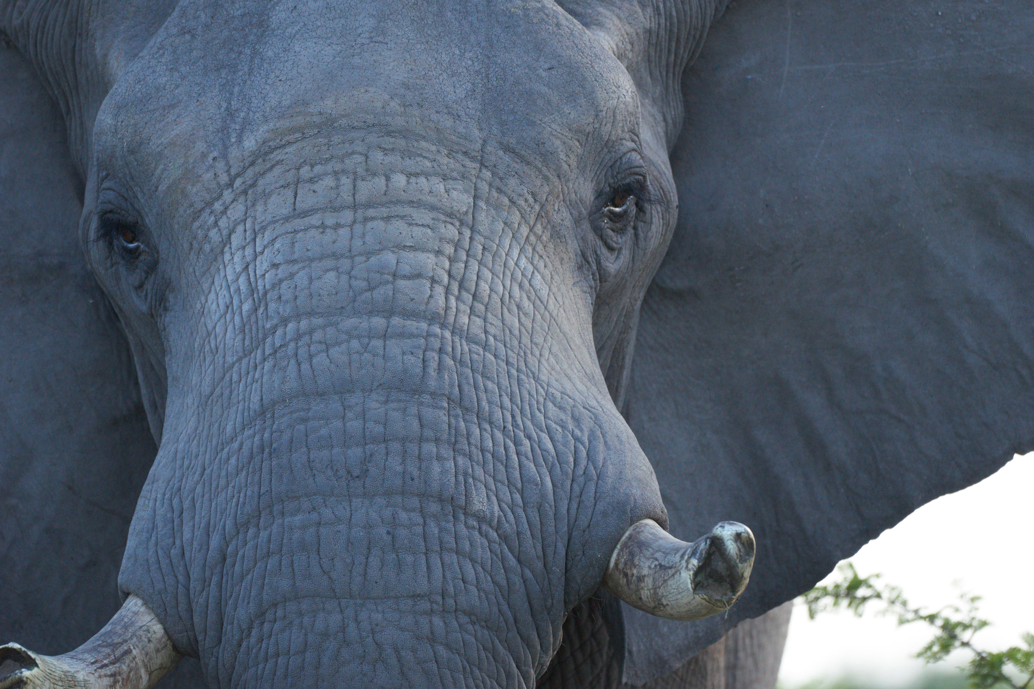 Sony a7 II + Sony 70-400mm F4-5.6 G SSM II sample photo. Elephant close up photography