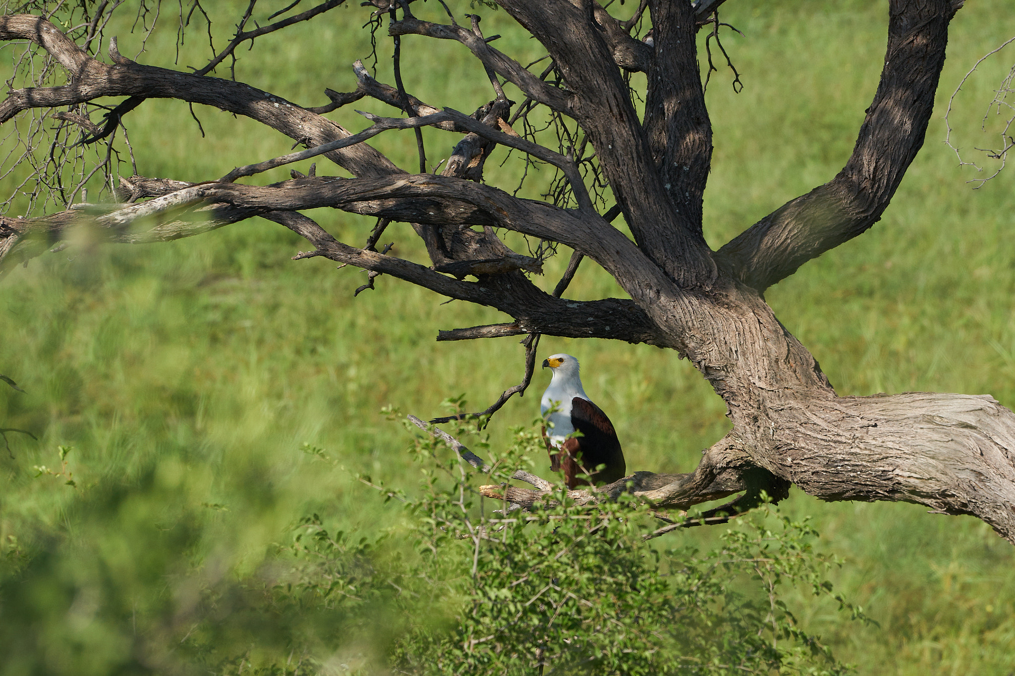 Sony a7 II + Sony 70-400mm F4-5.6 G SSM II sample photo. Fish eagle photography