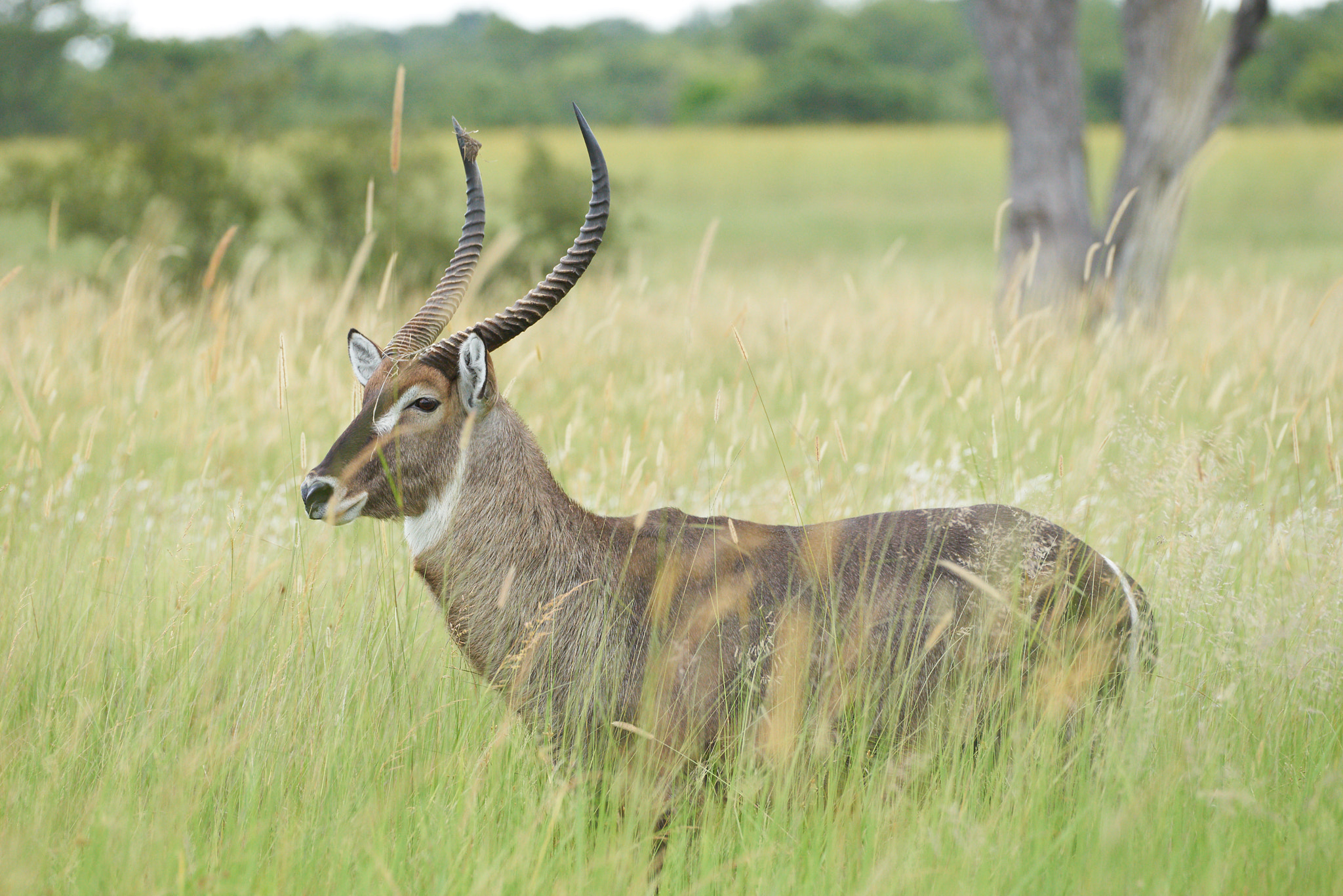 Sony 70-400mm F4-5.6 G SSM II sample photo. Waterbok photography