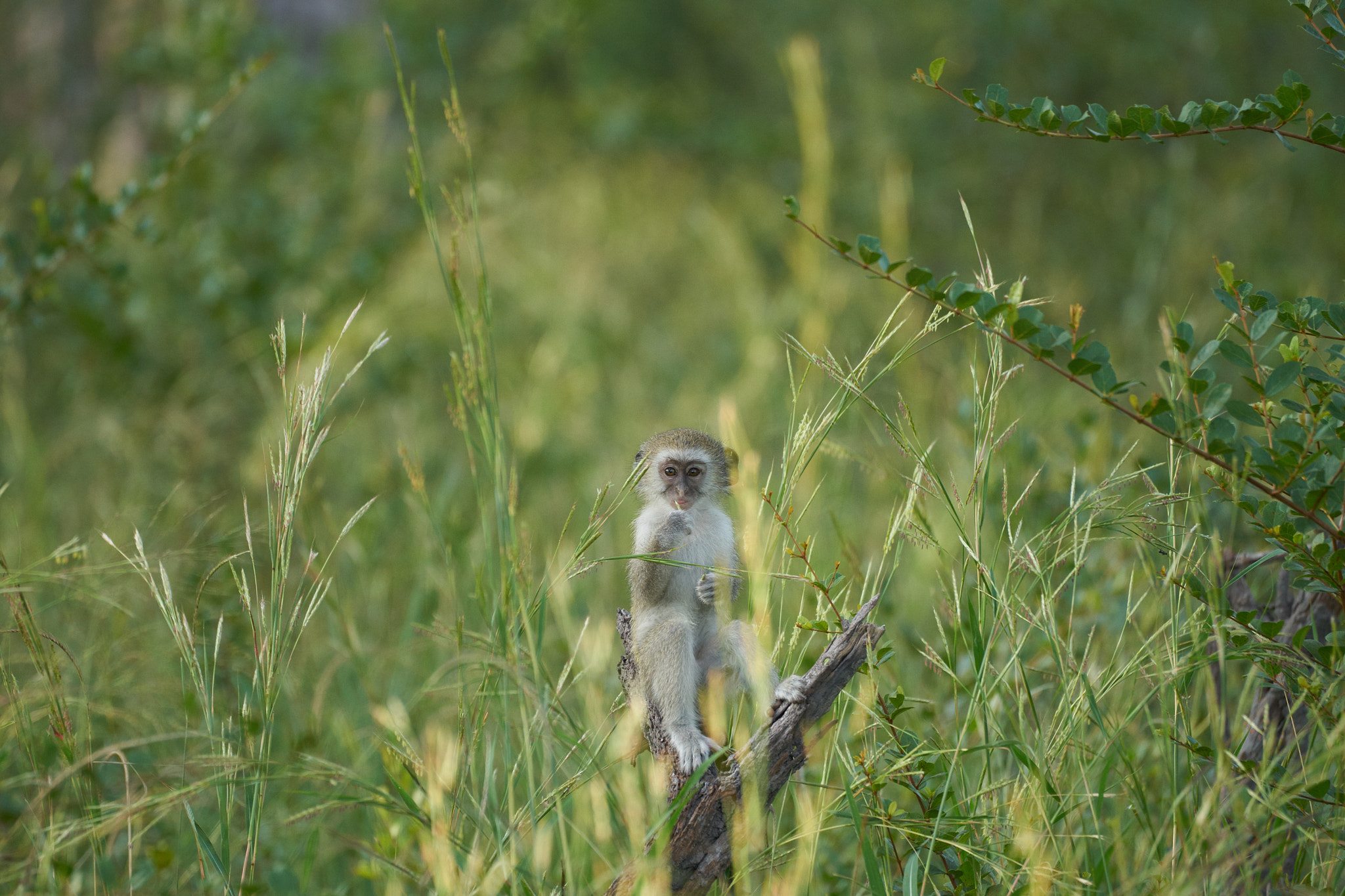 Sony a7 II + Sony 70-400mm F4-5.6 G SSM II sample photo. Velvet monkey in okavango delta photography