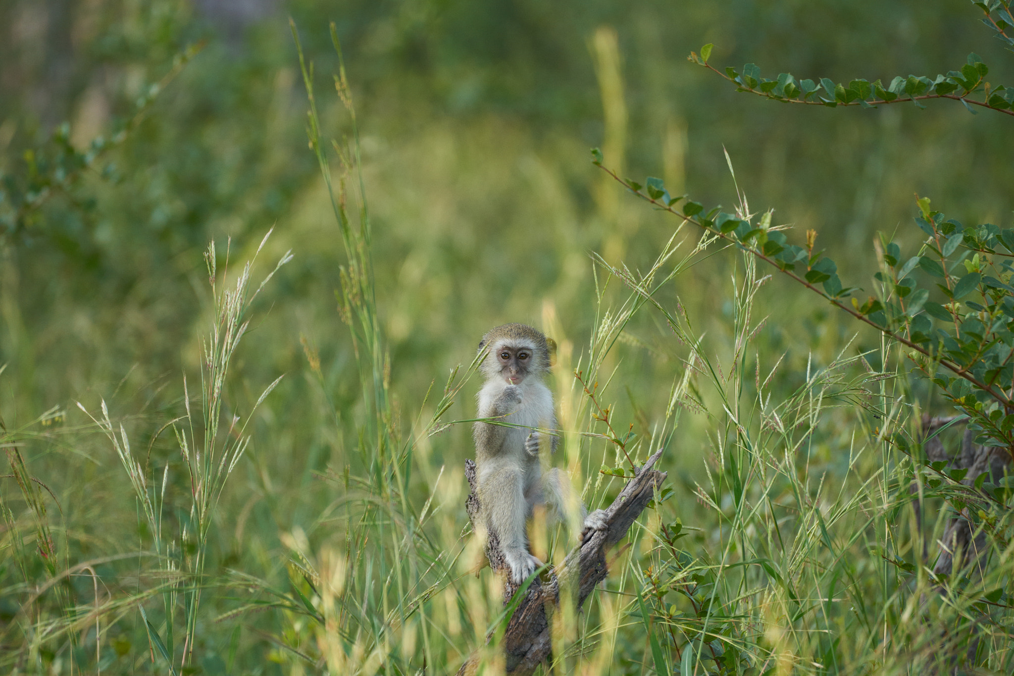 Sony 70-400mm F4-5.6 G SSM II sample photo. Velvet monkey in okavango delta photography