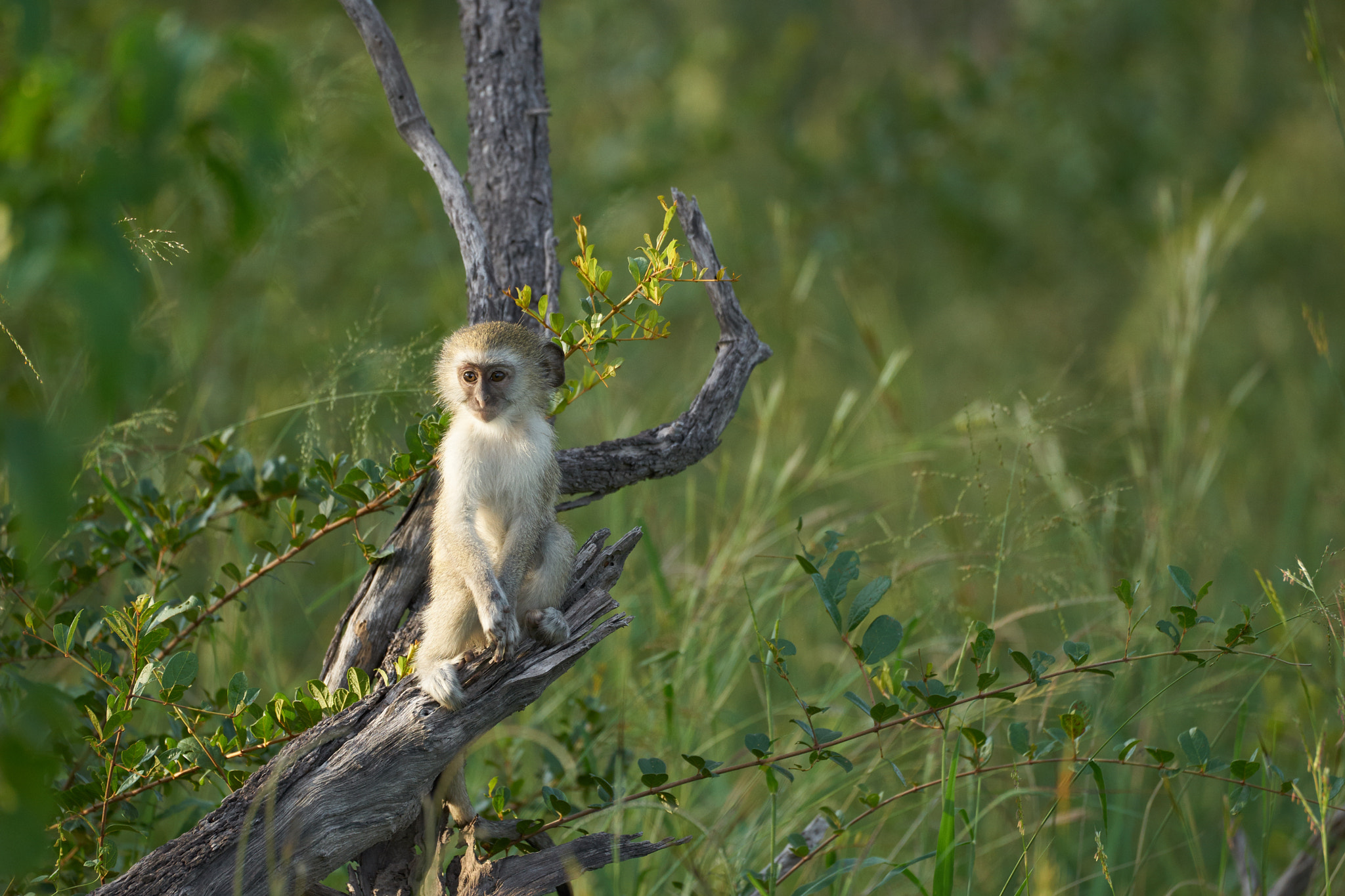 Sony a7 II + Sony 70-400mm F4-5.6 G SSM II sample photo. Velvet monkey in okavango delta photography