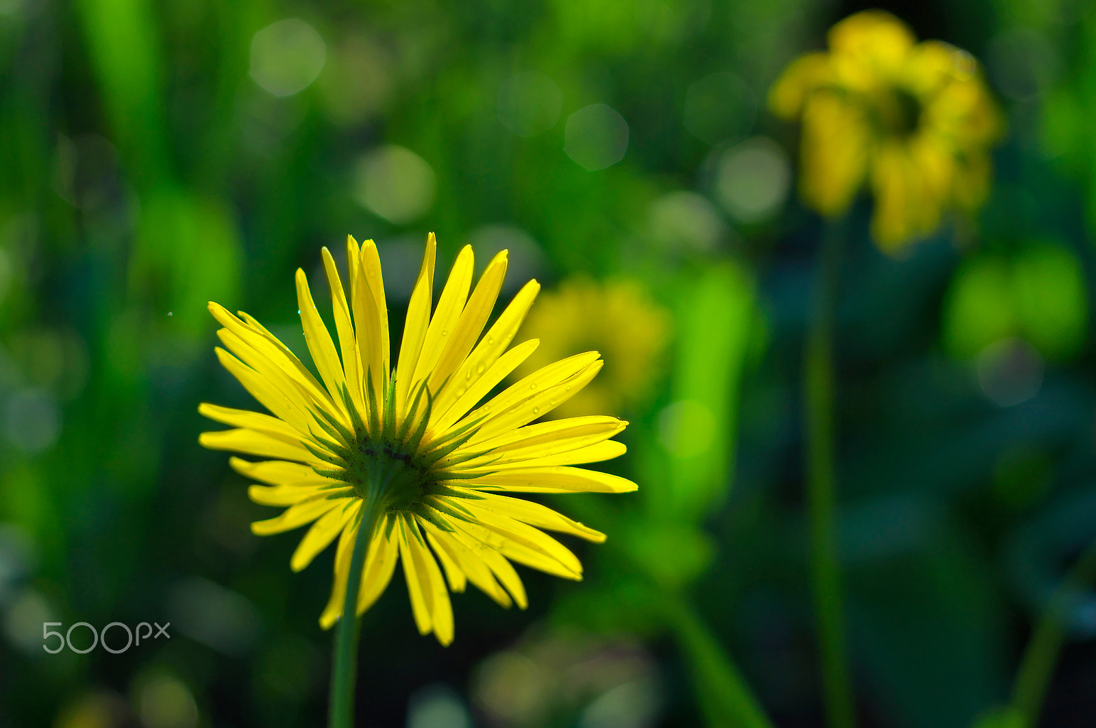 Pentax smc DA 35mm F2.4 AL sample photo. Face to face photography