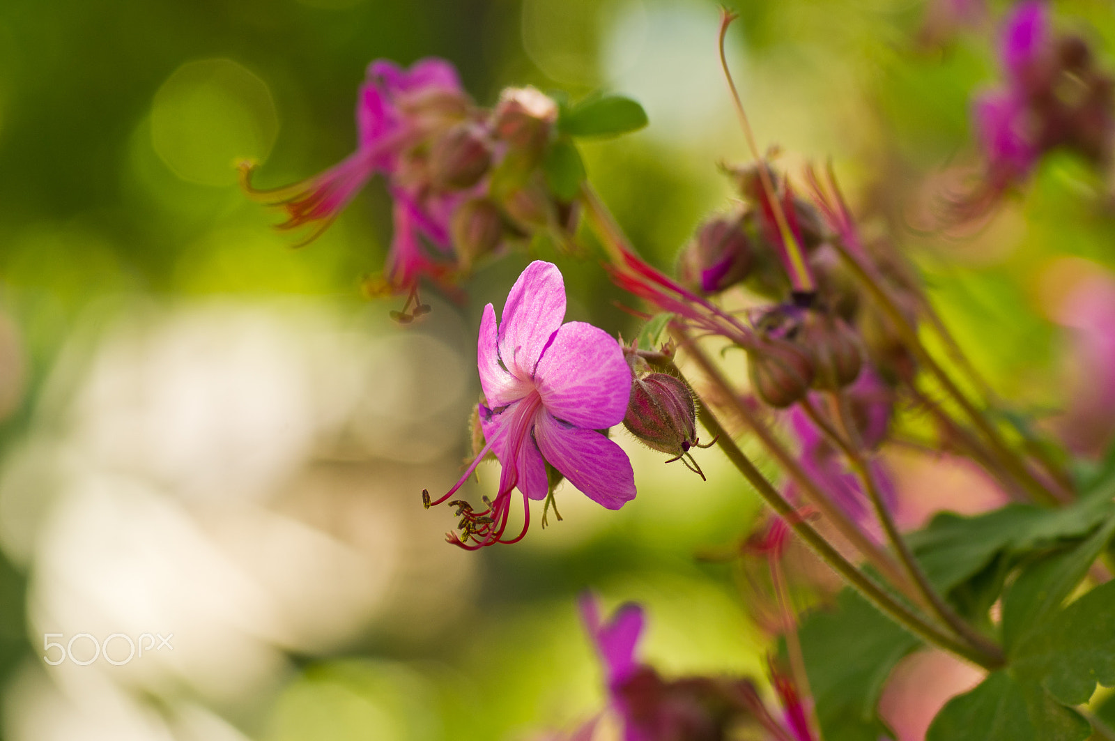 Pentax K-x + Tamron SP AF 90mm F2.8 Di Macro sample photo. Small geranium blossoms in the garden photography