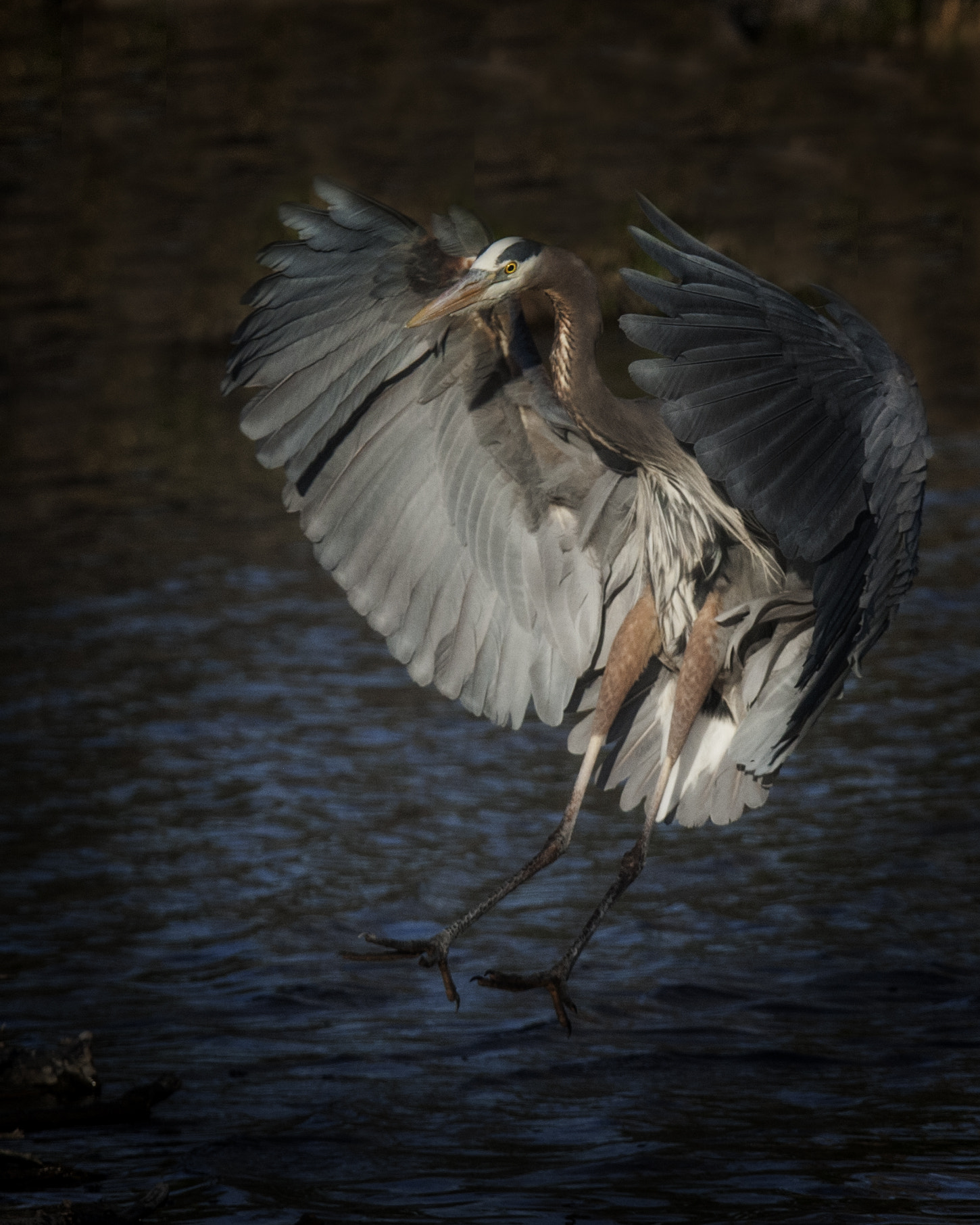 Canon EOS-1D Mark III sample photo. Heron - 9 -2016 photography