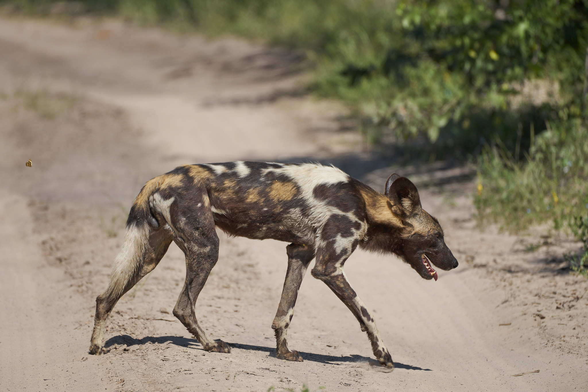 Sony 70-400mm F4-5.6 G SSM II sample photo. African wild dog photography