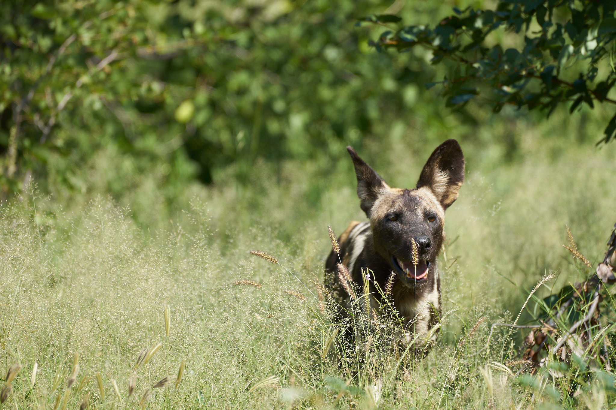 Sony 70-400mm F4-5.6 G SSM II sample photo. African wild dog photography