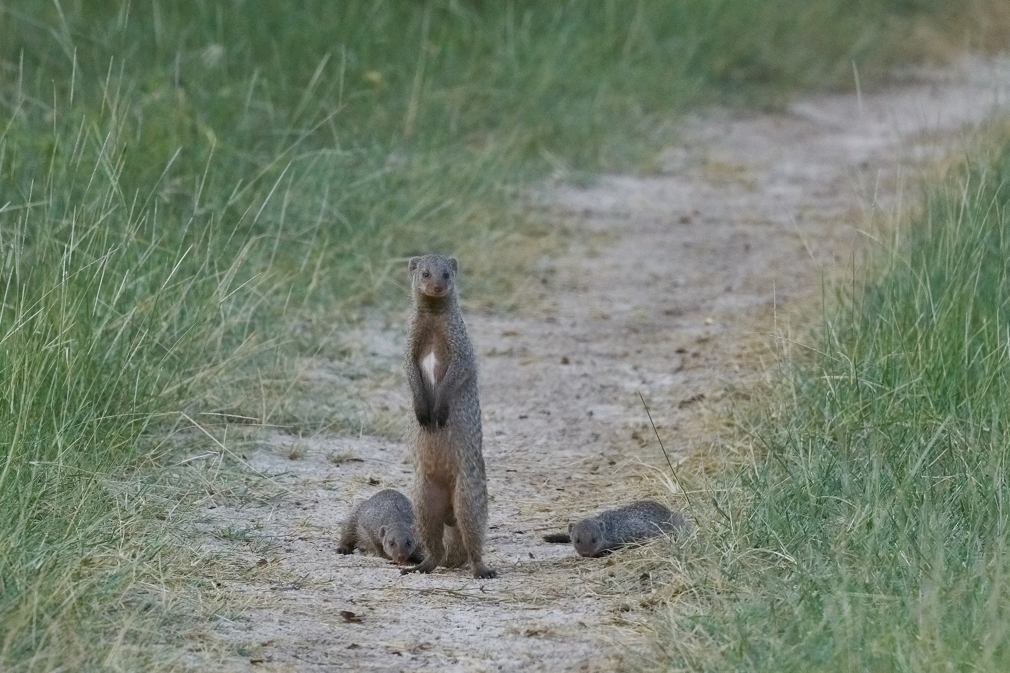 Sony 70-400mm F4-5.6 G SSM II sample photo. Mongoose photography