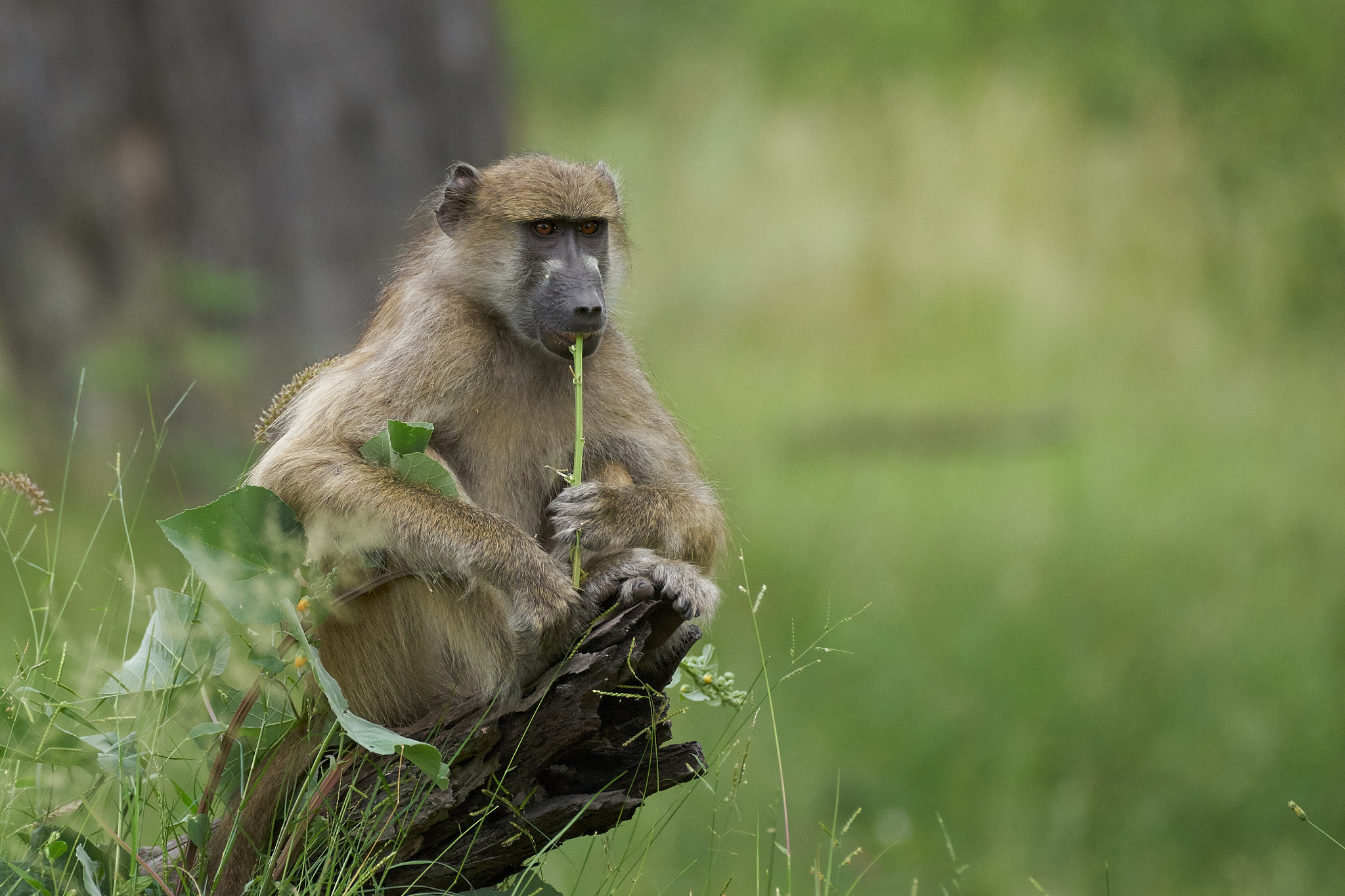 Sony 70-400mm F4-5.6 G SSM II sample photo. Baboon sucking on straw photography