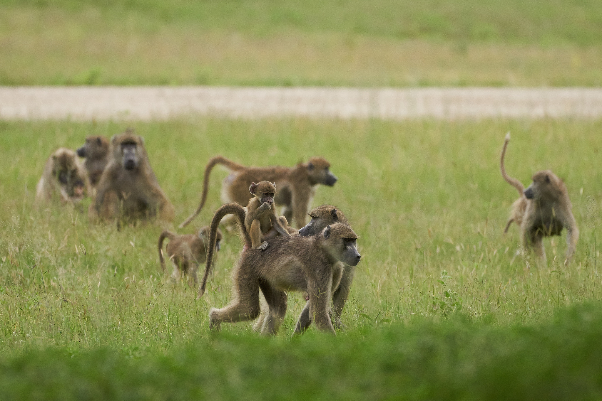 Sony a7 II + Sony 70-400mm F4-5.6 G SSM II sample photo. Baboon with baby photography