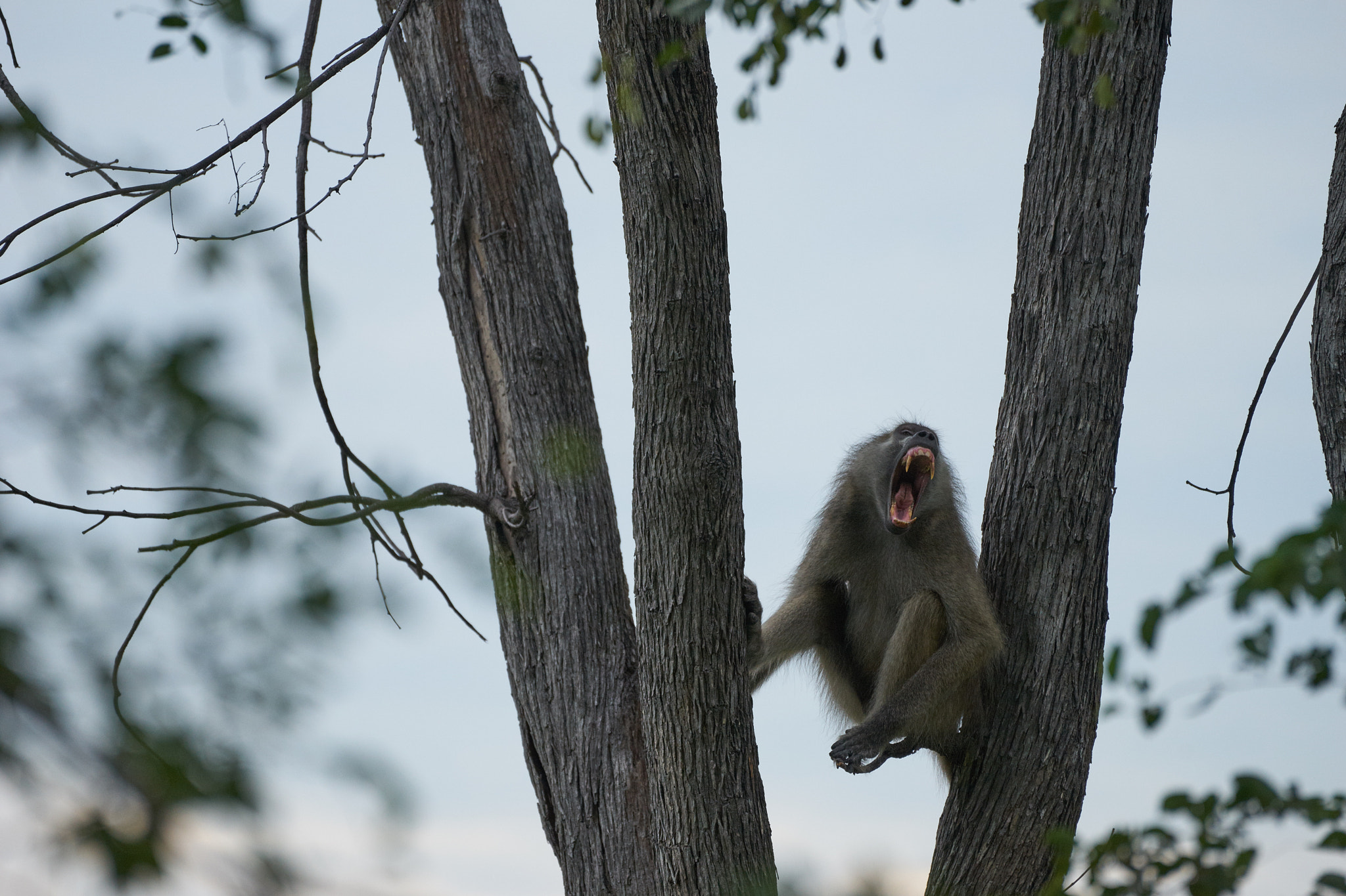 Sony a7 II + Sony 70-400mm F4-5.6 G SSM II sample photo. Yawning baboon photography