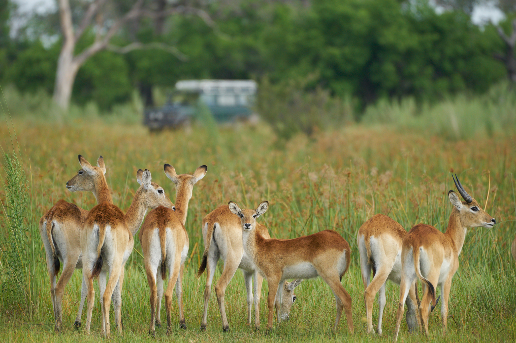 Sony a7 II + Sony 70-400mm F4-5.6 G SSM II sample photo. Lechwe photography