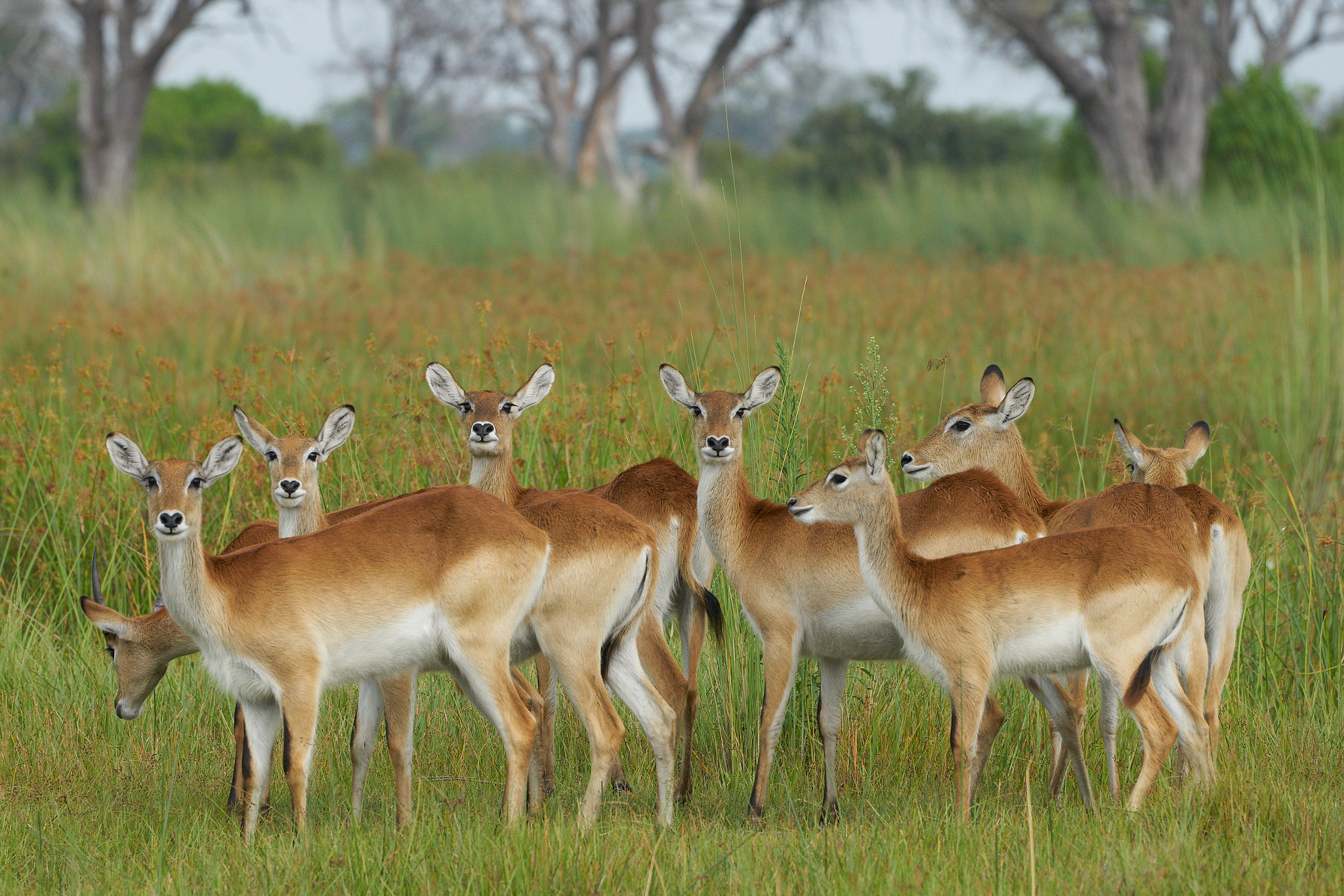 Sony a7 II + Sony 70-400mm F4-5.6 G SSM II sample photo. Lechwe photography