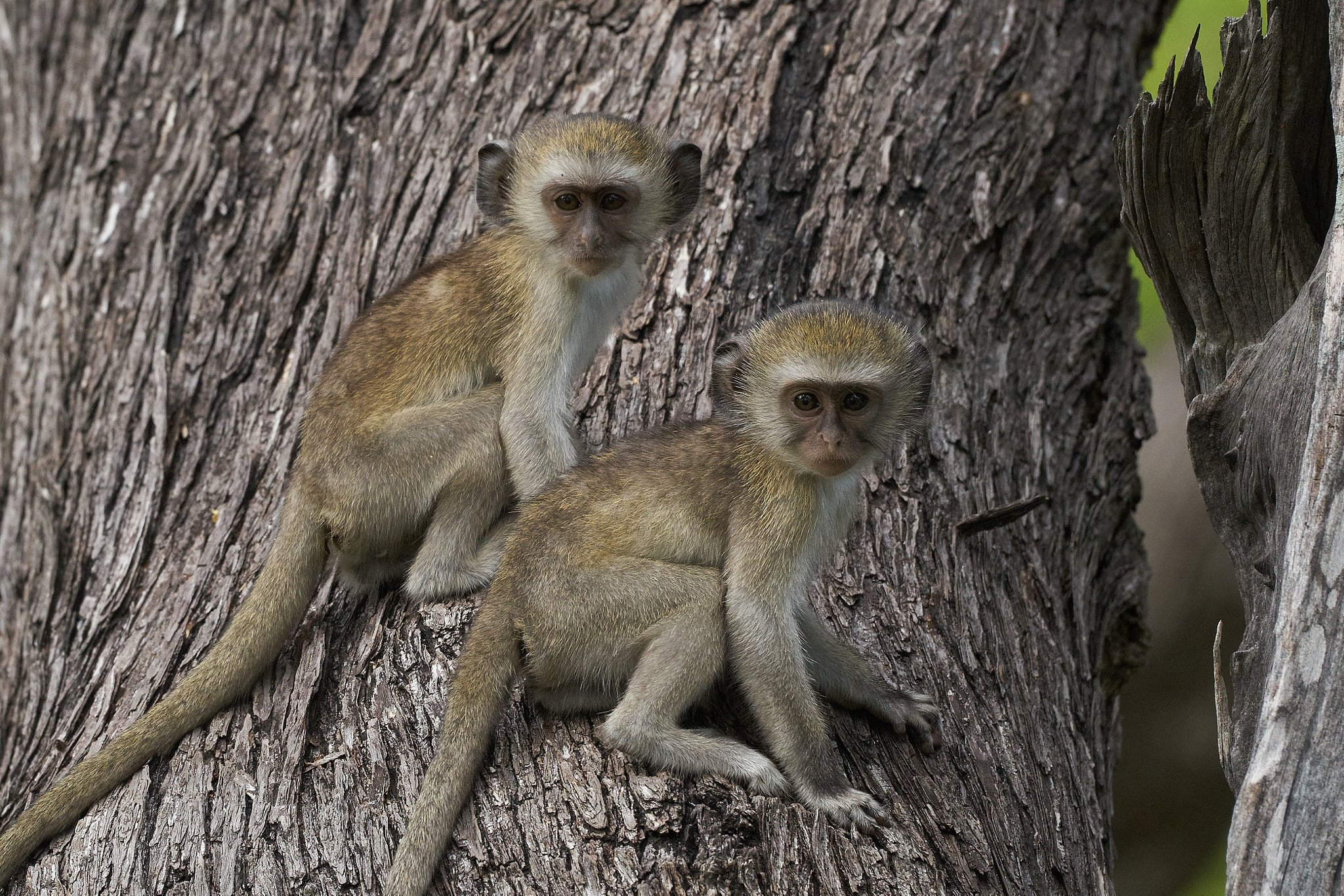 Sony a7 II + Sony 70-400mm F4-5.6 G SSM II sample photo. Velvet monkey babies photography