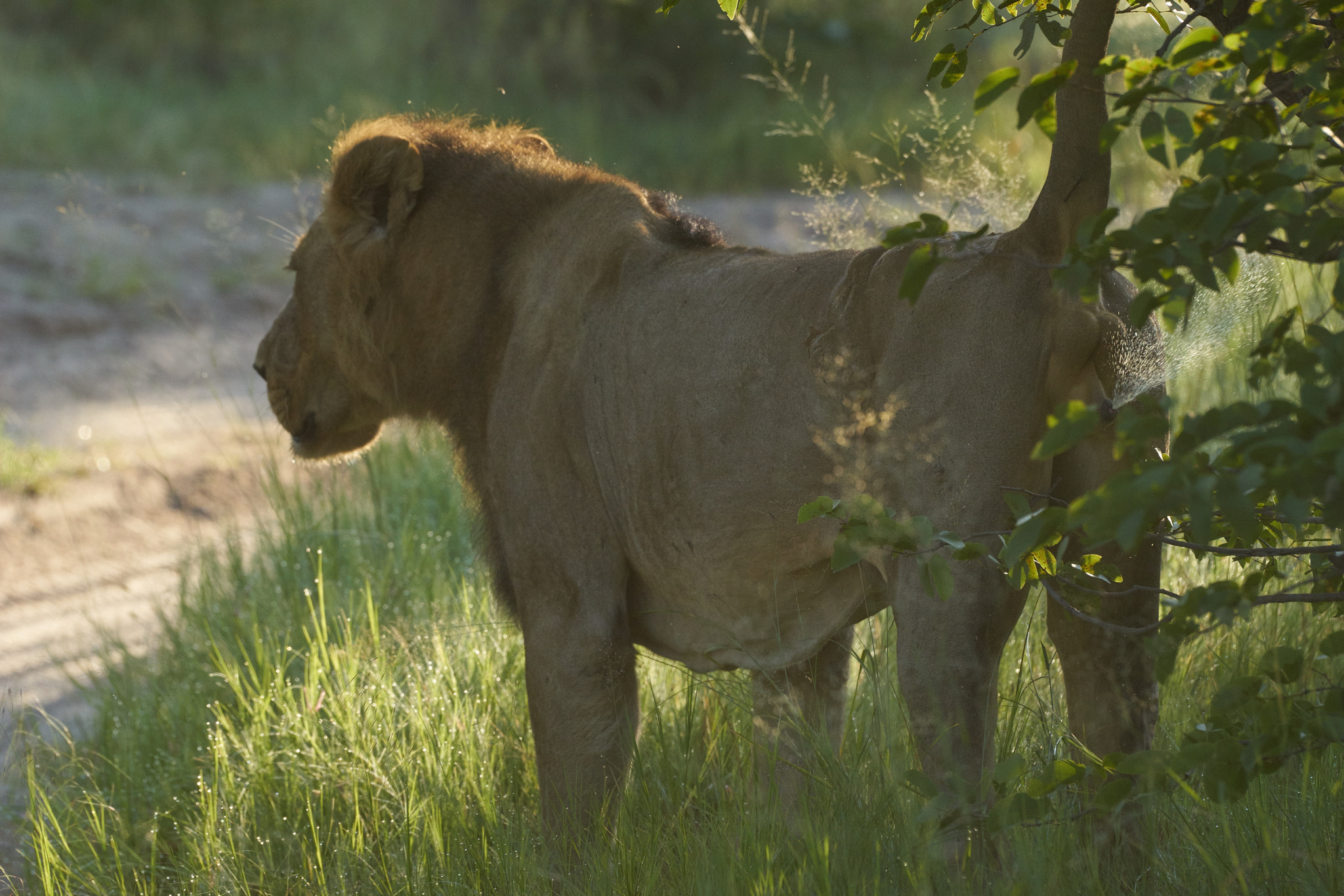 Sony 70-400mm F4-5.6 G SSM II sample photo. Lion marking territory photography