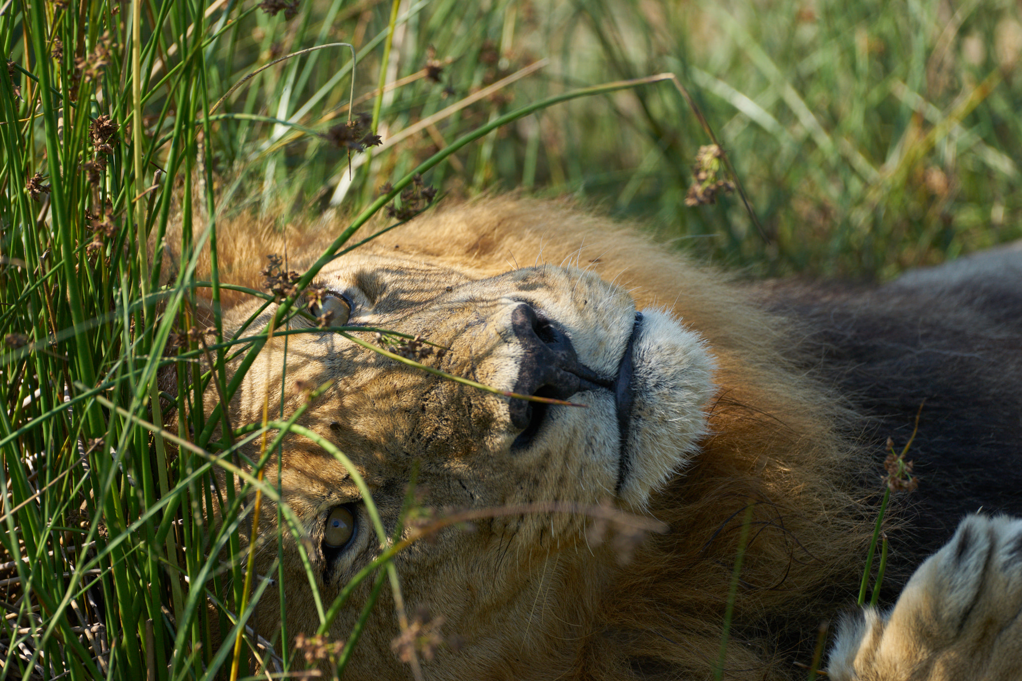 Sony a7 II + Sony 70-400mm F4-5.6 G SSM II sample photo. Relaxed lion photography