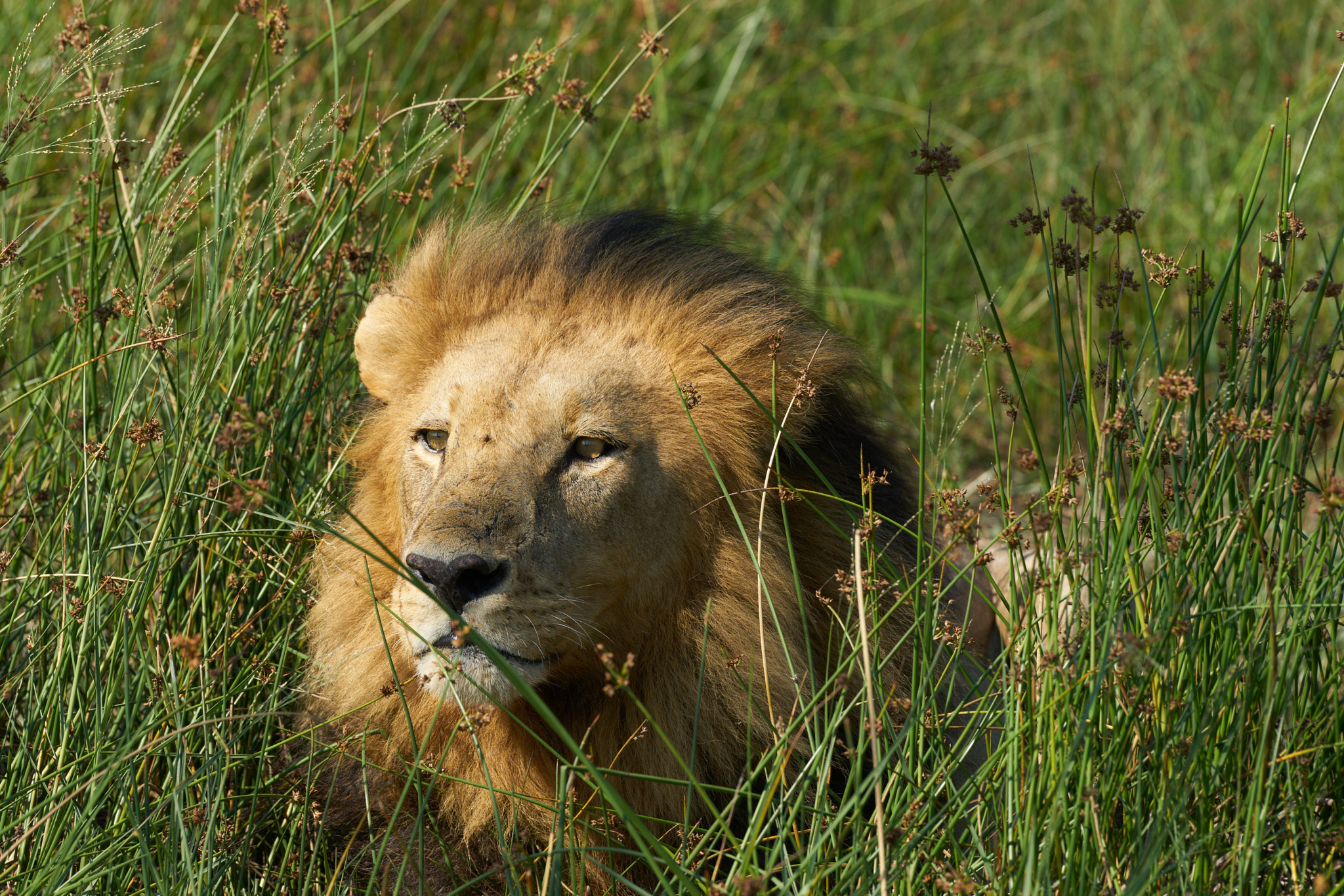 Sony a7 II + Sony 70-400mm F4-5.6 G SSM II sample photo. Happy lion photography