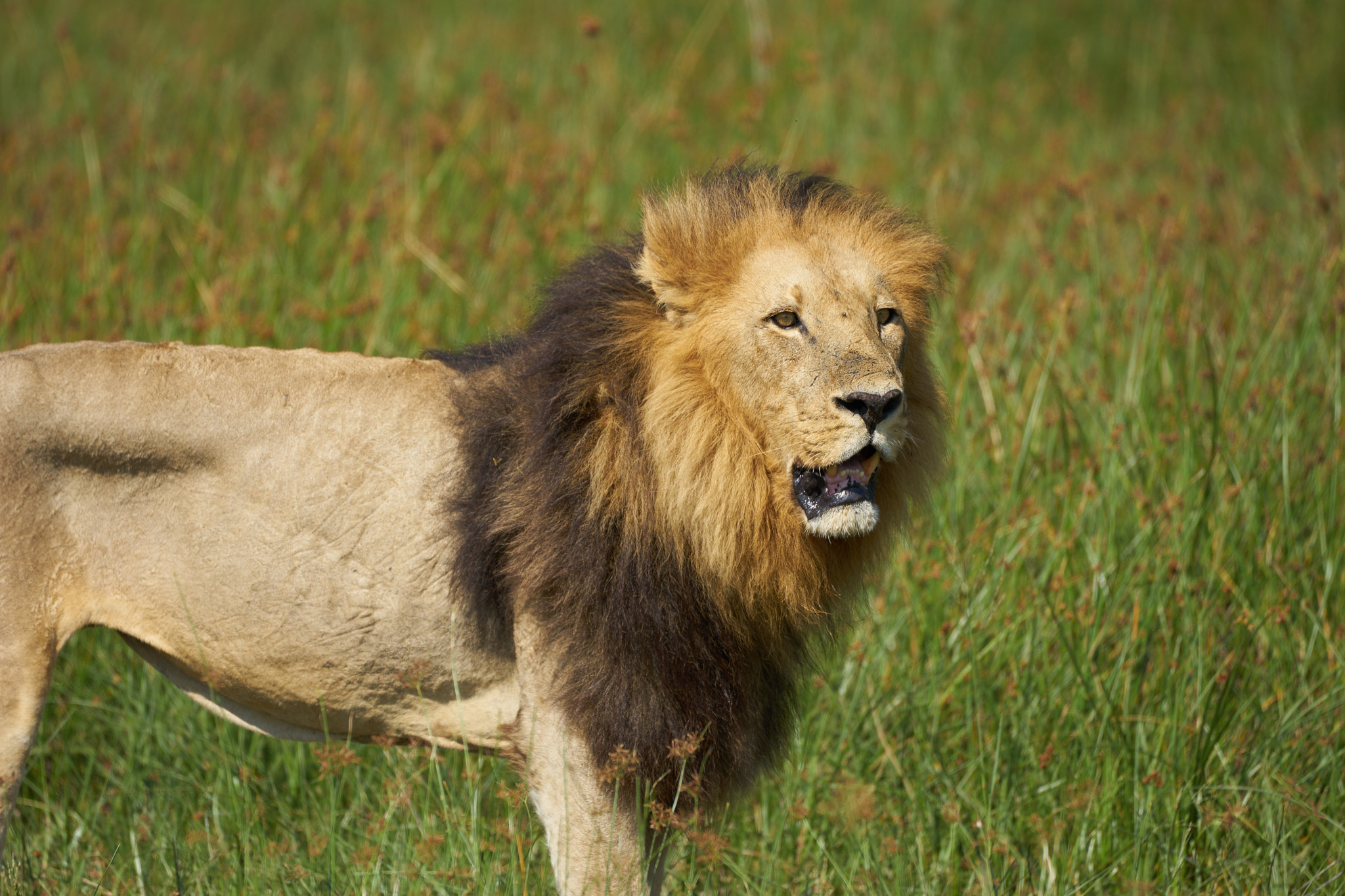 Sony 70-400mm F4-5.6 G SSM II sample photo. Lion photography
