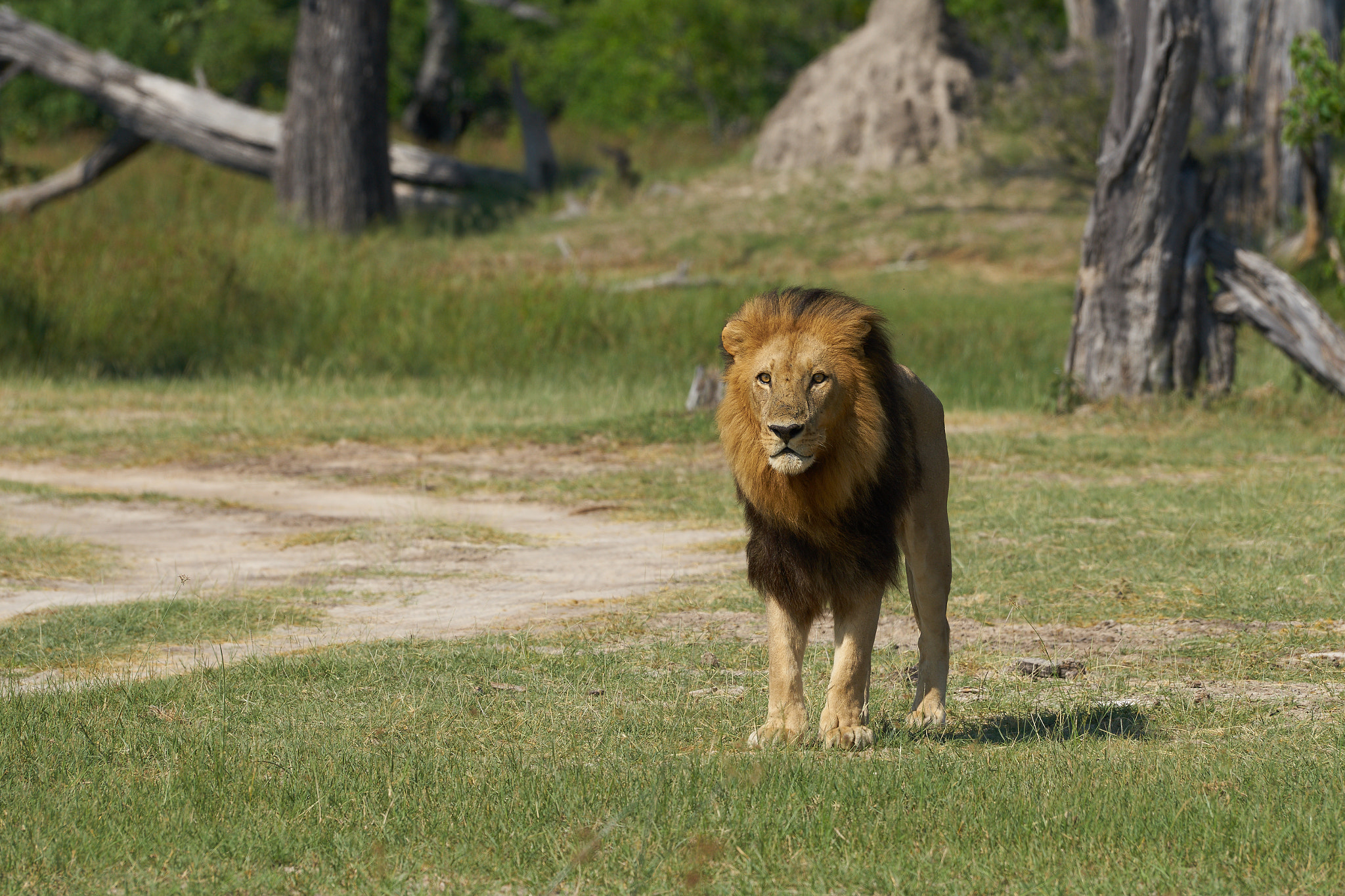 Sony a7 II + Sony 70-400mm F4-5.6 G SSM II sample photo. Lion photography