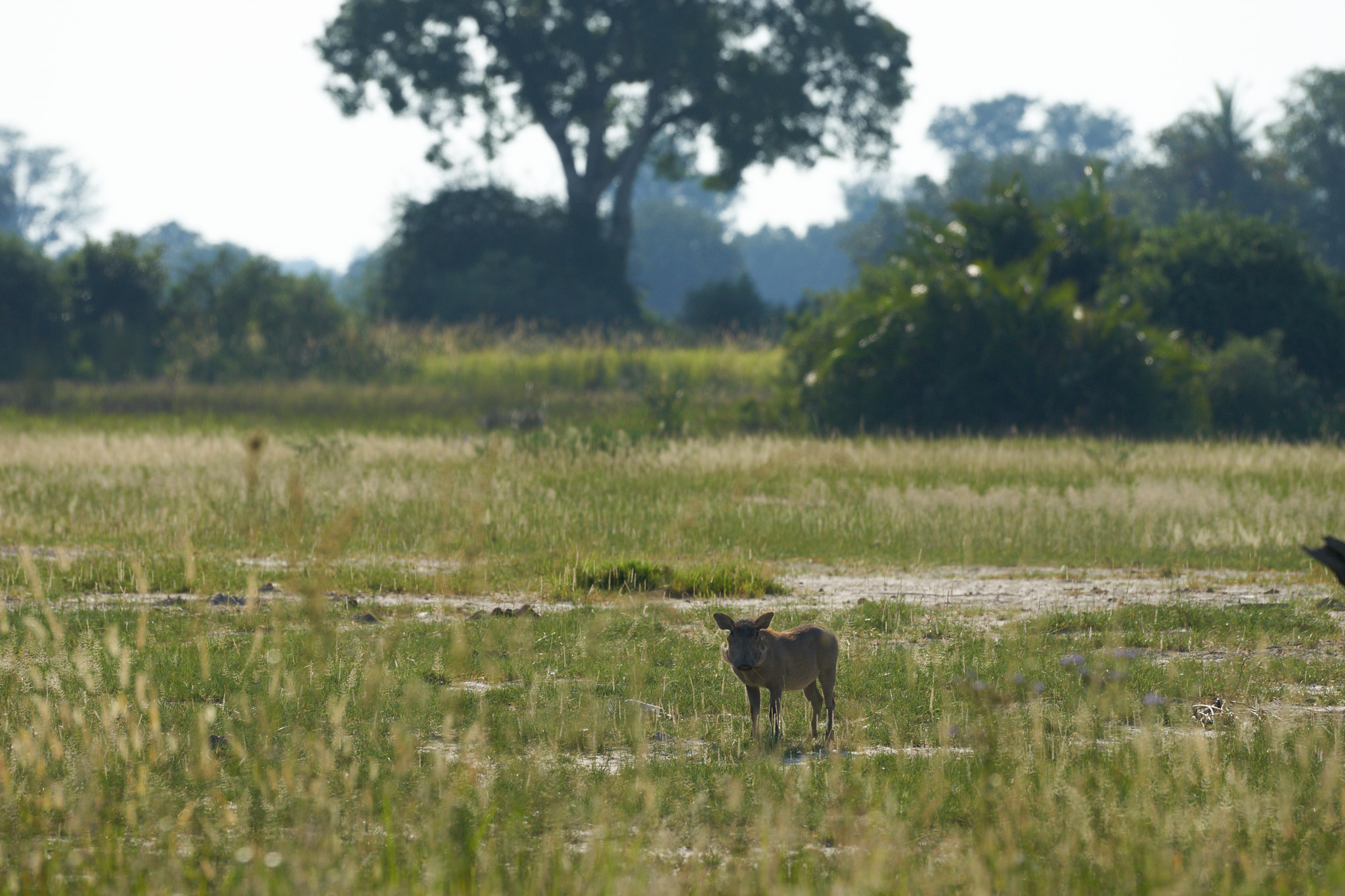 Sony a7 II + Sony 70-400mm F4-5.6 G SSM II sample photo. Baby warthog photography