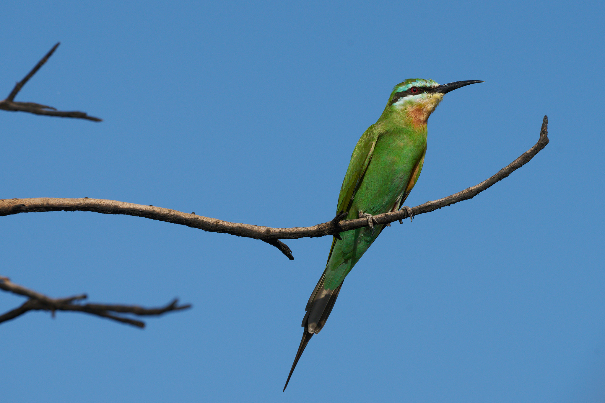 Sony a7 II + Sony 70-400mm F4-5.6 G SSM II sample photo. Blue cheeked bee eater photography