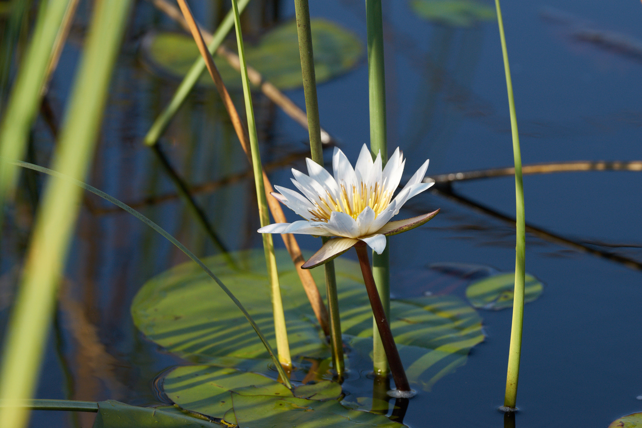 Sony a7 II + Sony 70-400mm F4-5.6 G SSM II sample photo. Waterlily photography