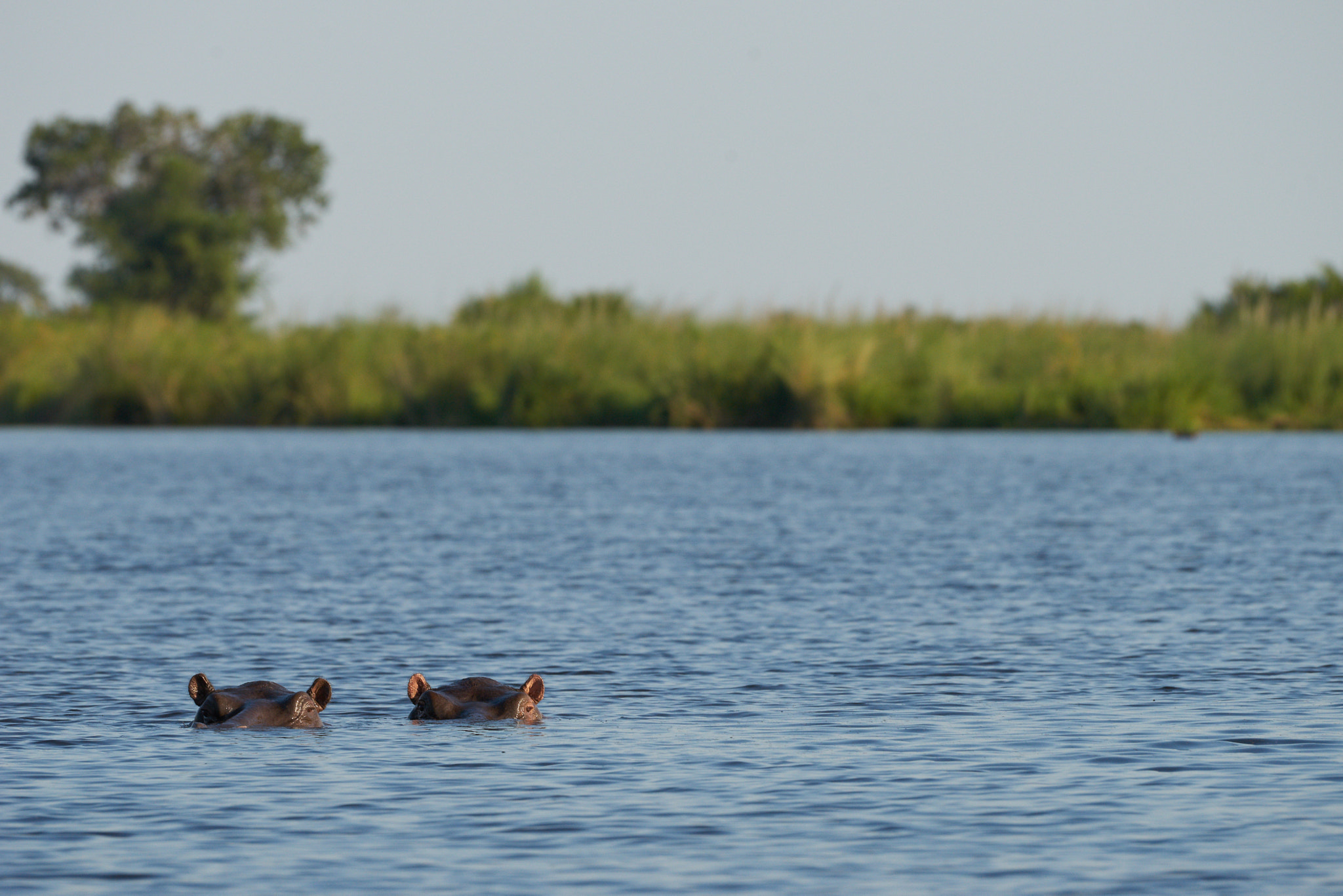 Sony a7 II + Sony 70-400mm F4-5.6 G SSM II sample photo. Hippo couple photography