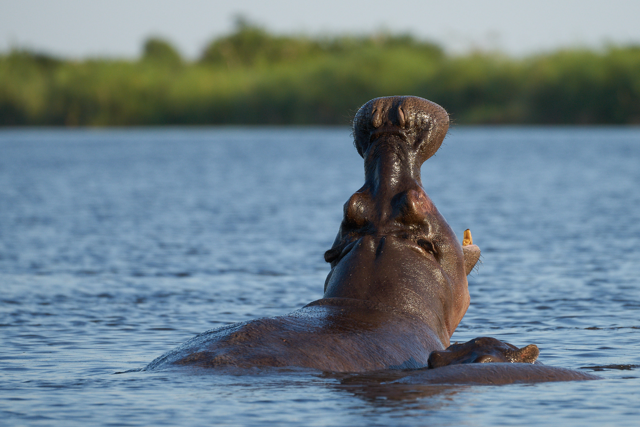 Sony a7 II + Sony 70-400mm F4-5.6 G SSM II sample photo. Angry hippo photography