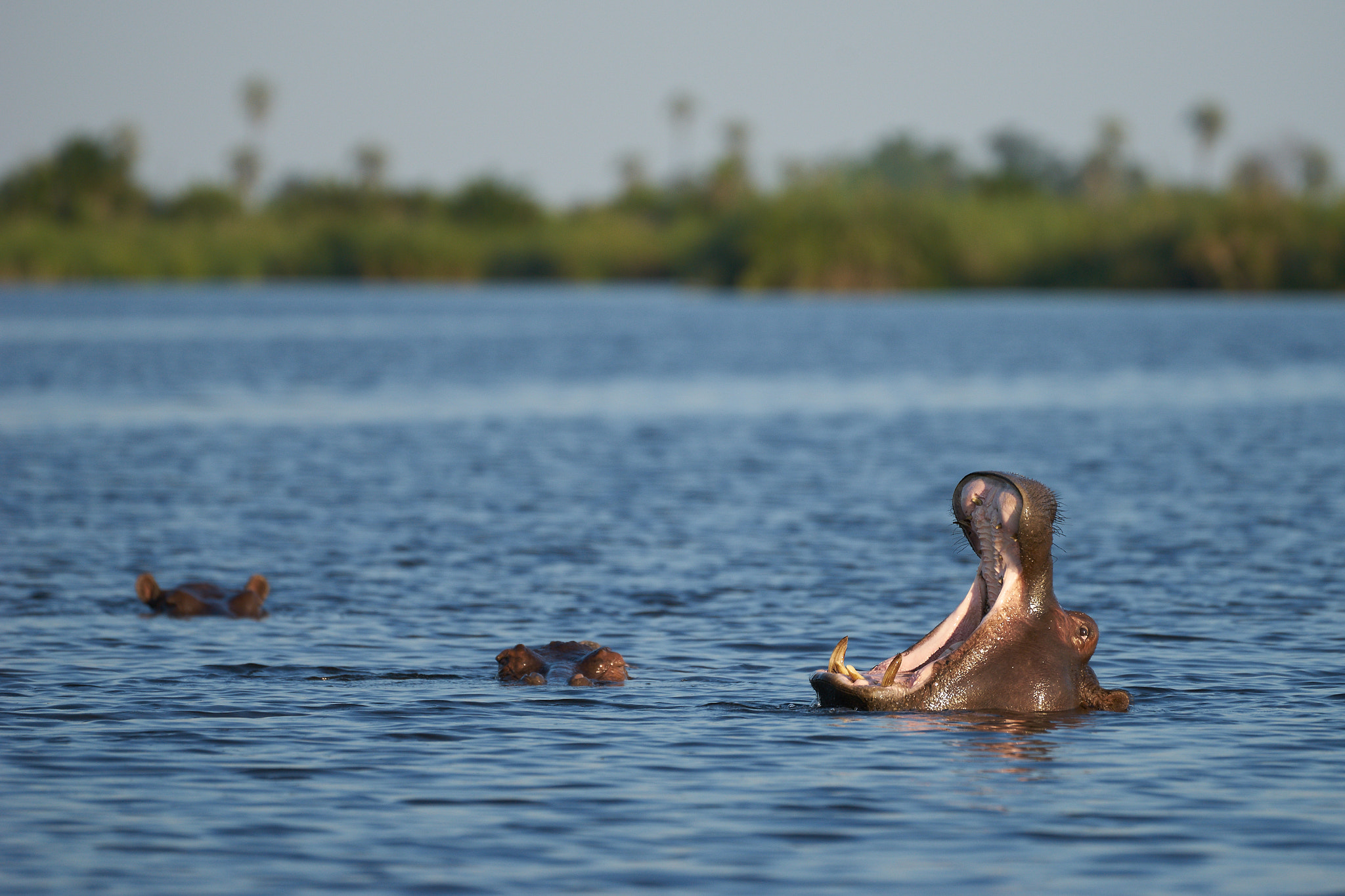 Sony 70-400mm F4-5.6 G SSM II sample photo. Hippos photography