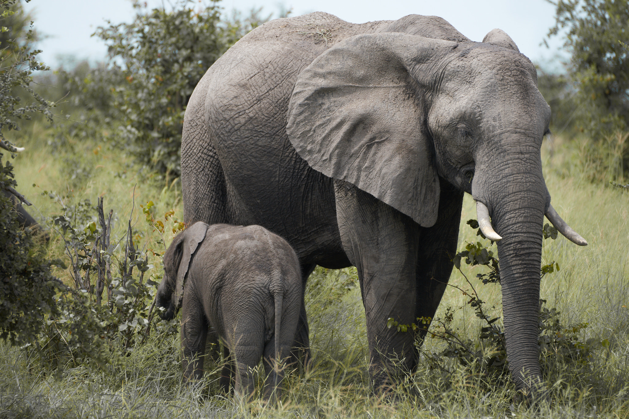 Sony a7 II + Sony 70-400mm F4-5.6 G SSM II sample photo. Elephant with kid photography