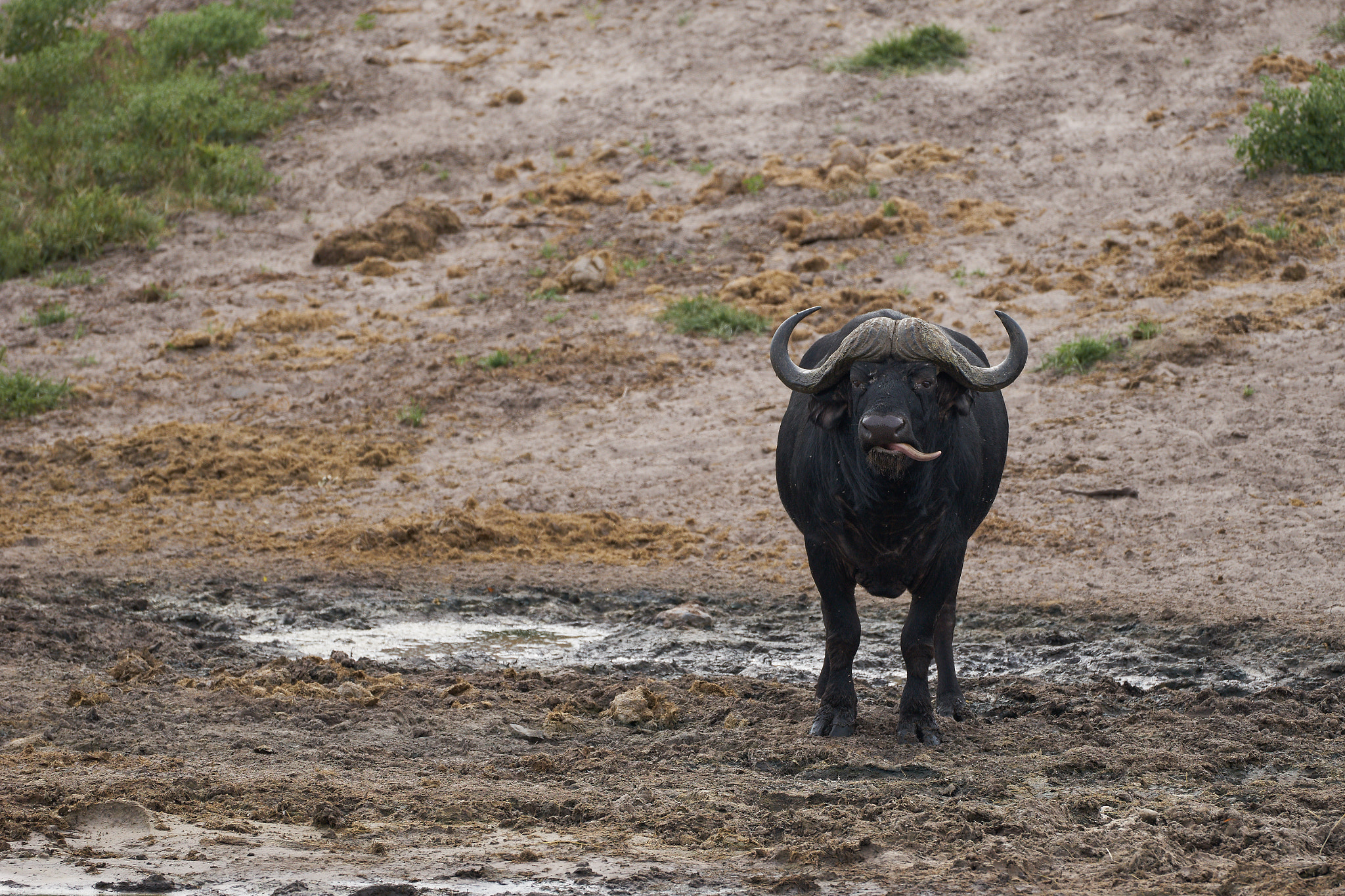Sony 70-400mm F4-5.6 G SSM II sample photo. Buffalo tongue photography