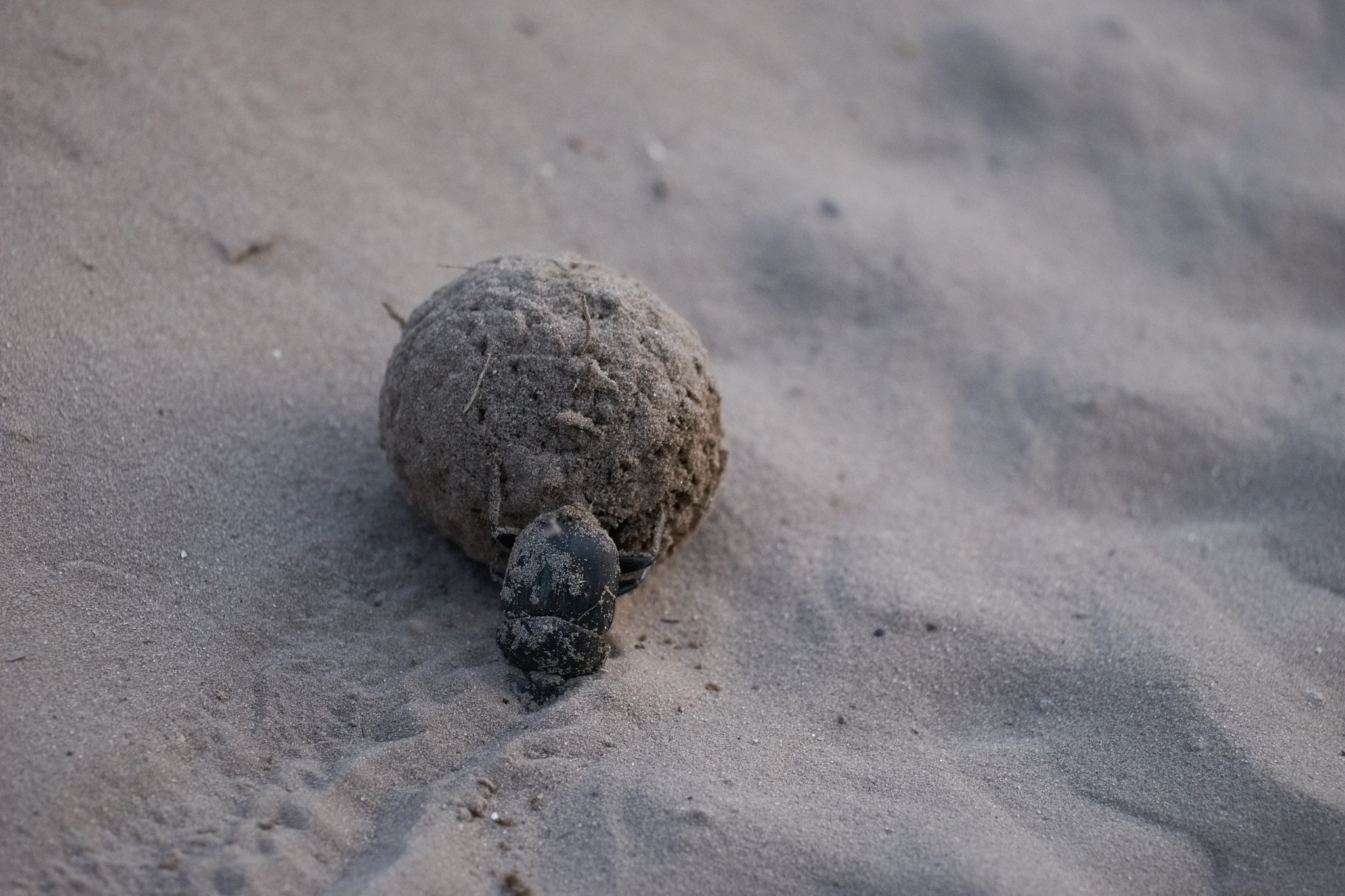 Sony 70-400mm F4-5.6 G SSM II sample photo. Dung beetle photography