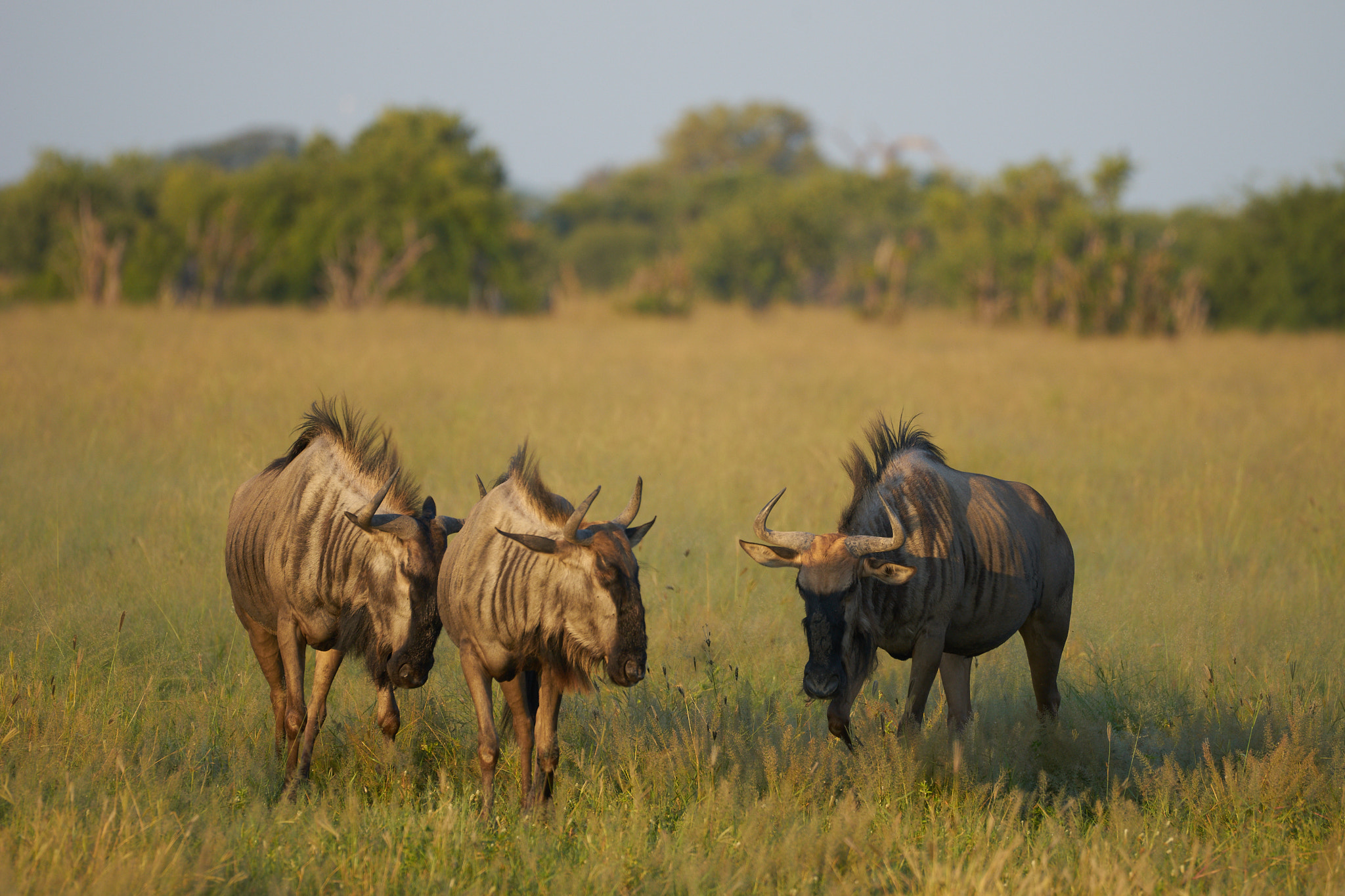 Sony a7 II + Sony 70-400mm F4-5.6 G SSM II sample photo. Wildebeest photography