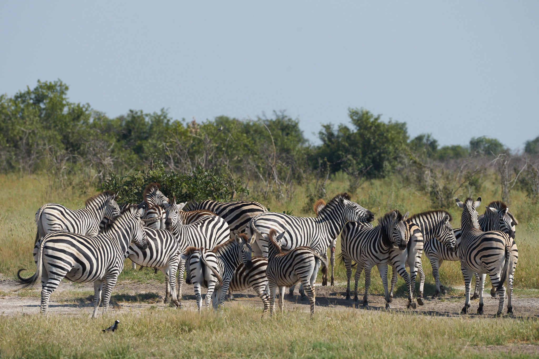 Sony a7 II + Sony 70-400mm F4-5.6 G SSM II sample photo. Zebras photography