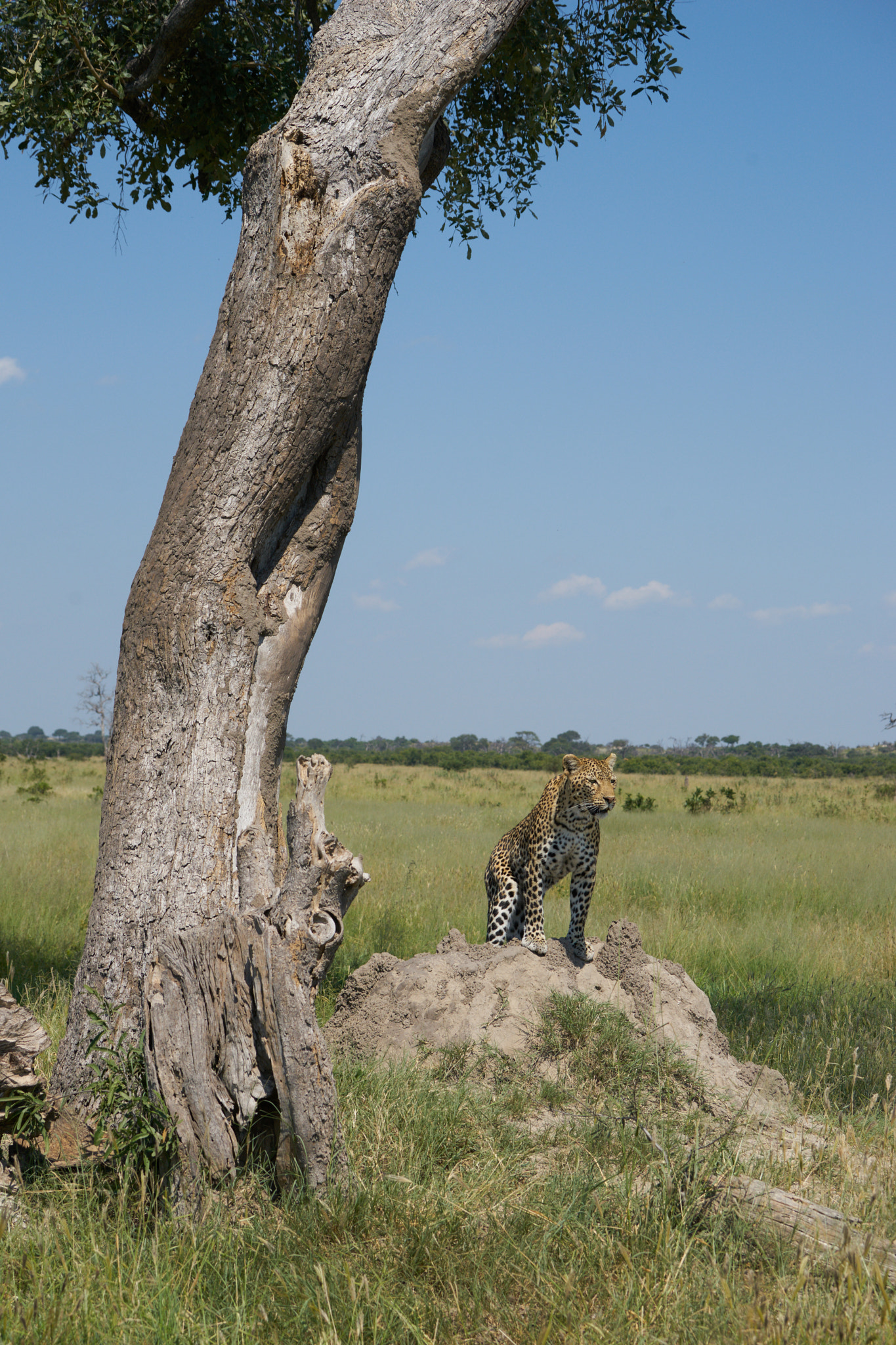 Sony 70-400mm F4-5.6 G SSM II sample photo. Leopard on termite mound photography