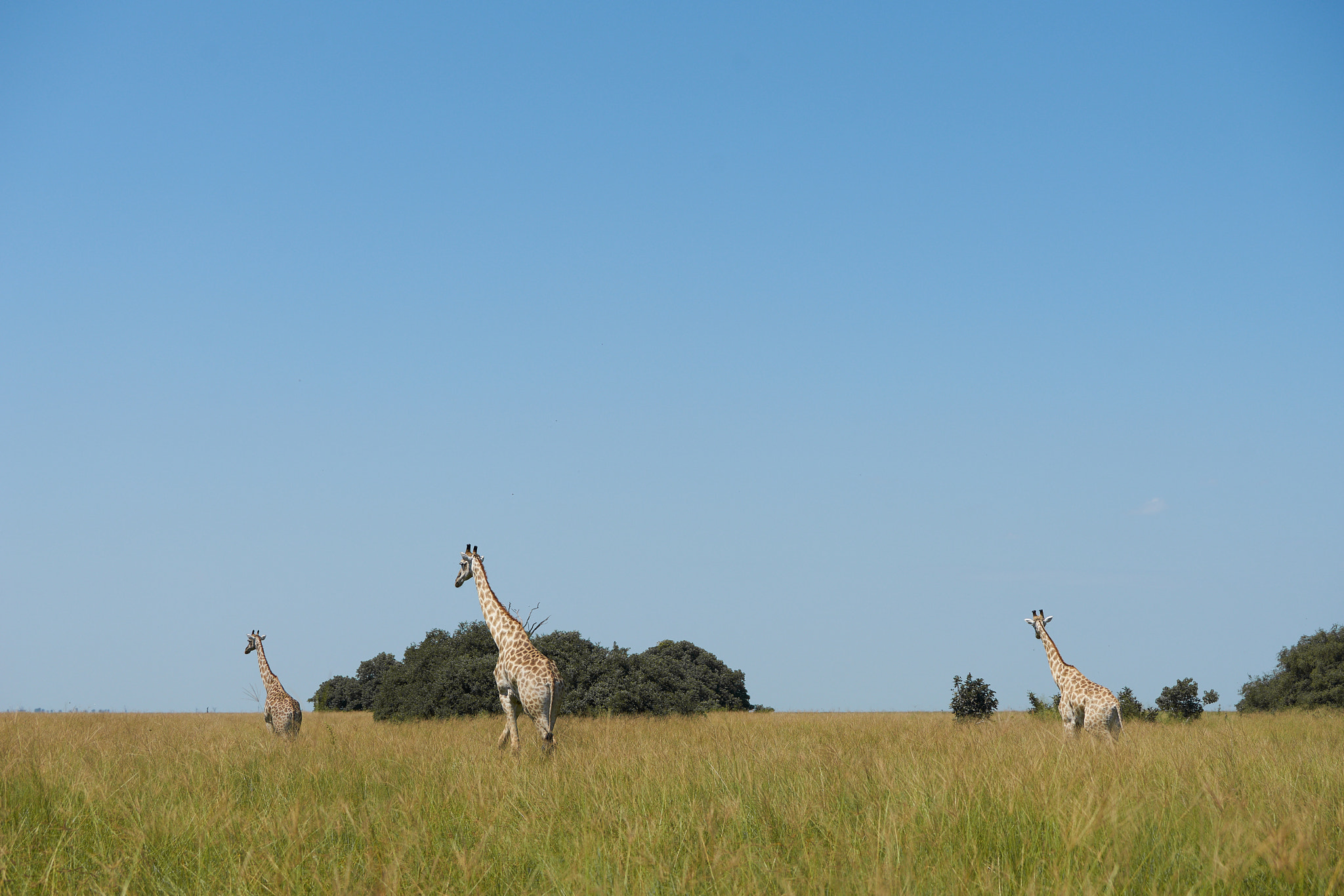 Sony 70-400mm F4-5.6 G SSM II sample photo. Giraffe photography