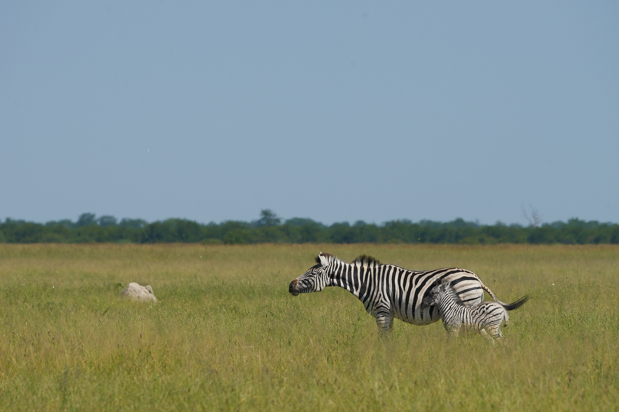 Sony a7 II + Sony 70-400mm F4-5.6 G SSM II sample photo. Zebra with baby photography