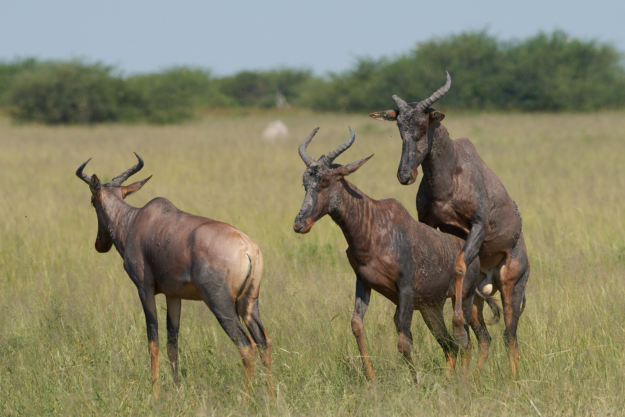 Sony 70-400mm F4-5.6 G SSM II sample photo. Mating tsessebe photography