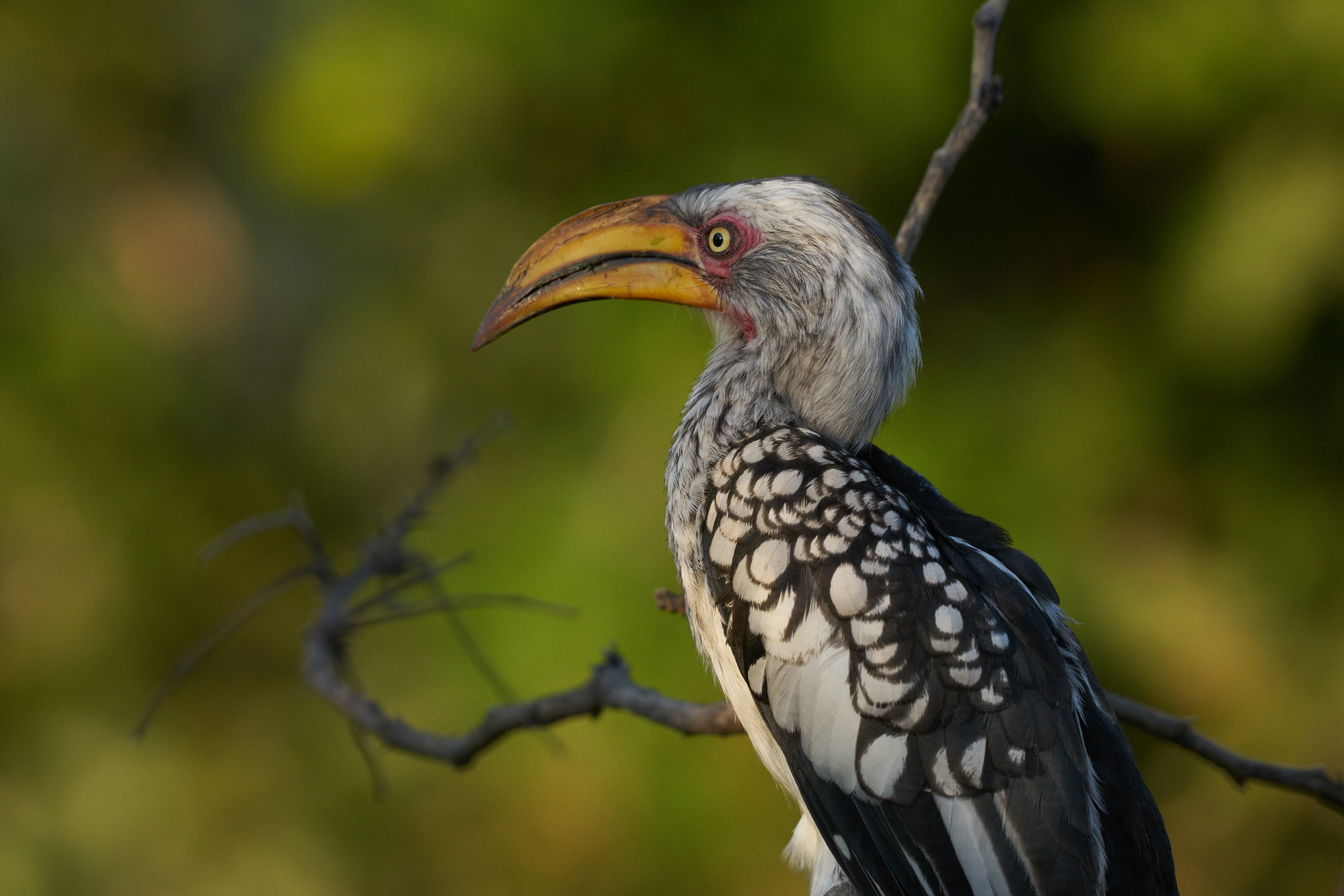 Sony 70-400mm F4-5.6 G SSM II sample photo. Hornbill photography