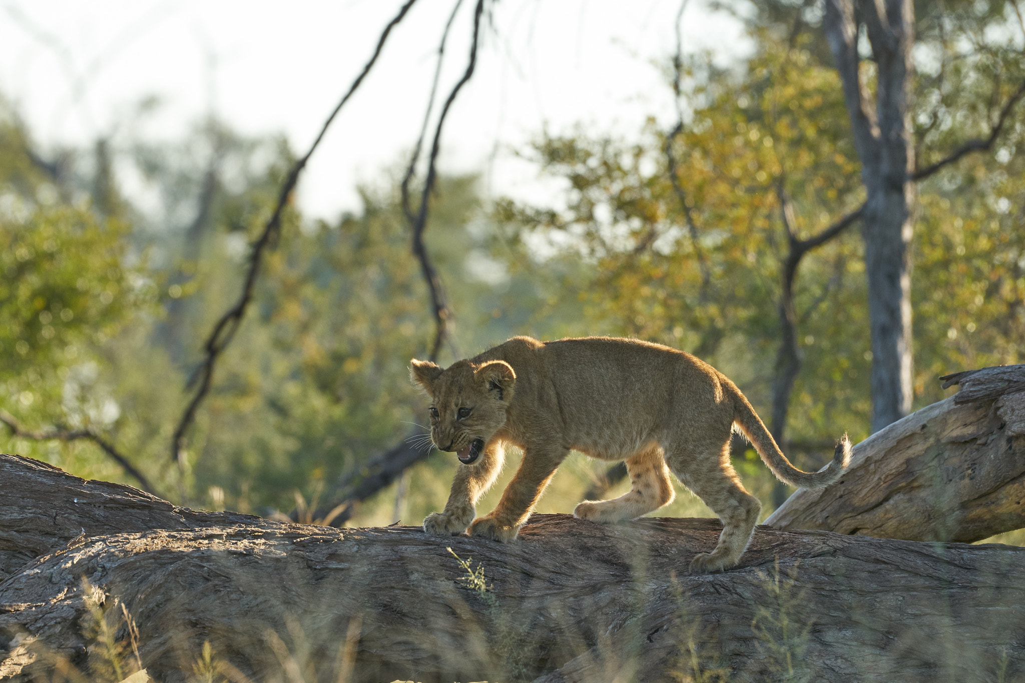 Sony 70-400mm F4-5.6 G SSM II sample photo. Lion cub calling the mom photography