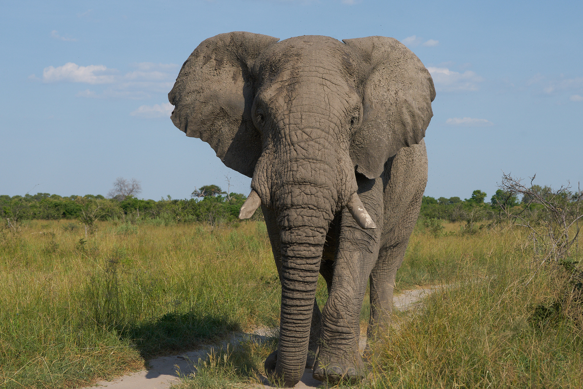 Sony 70-400mm F4-5.6 G SSM II sample photo. Attacking elephant frontal photography