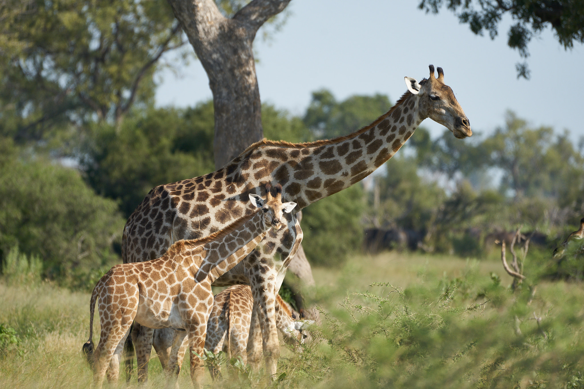 Sony a7 II + Sony 70-400mm F4-5.6 G SSM II sample photo. Giraffe with baby photography