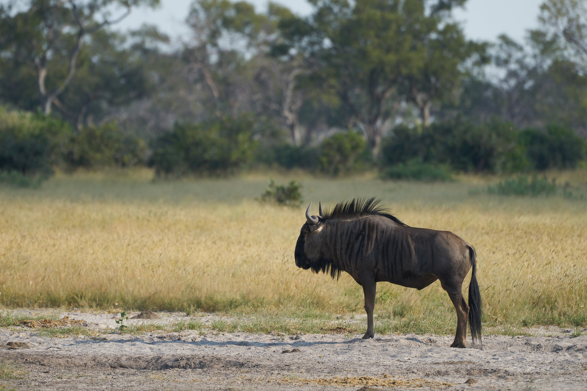 Sony a7 II + Sony 70-400mm F4-5.6 G SSM II sample photo. Wildebeest photography